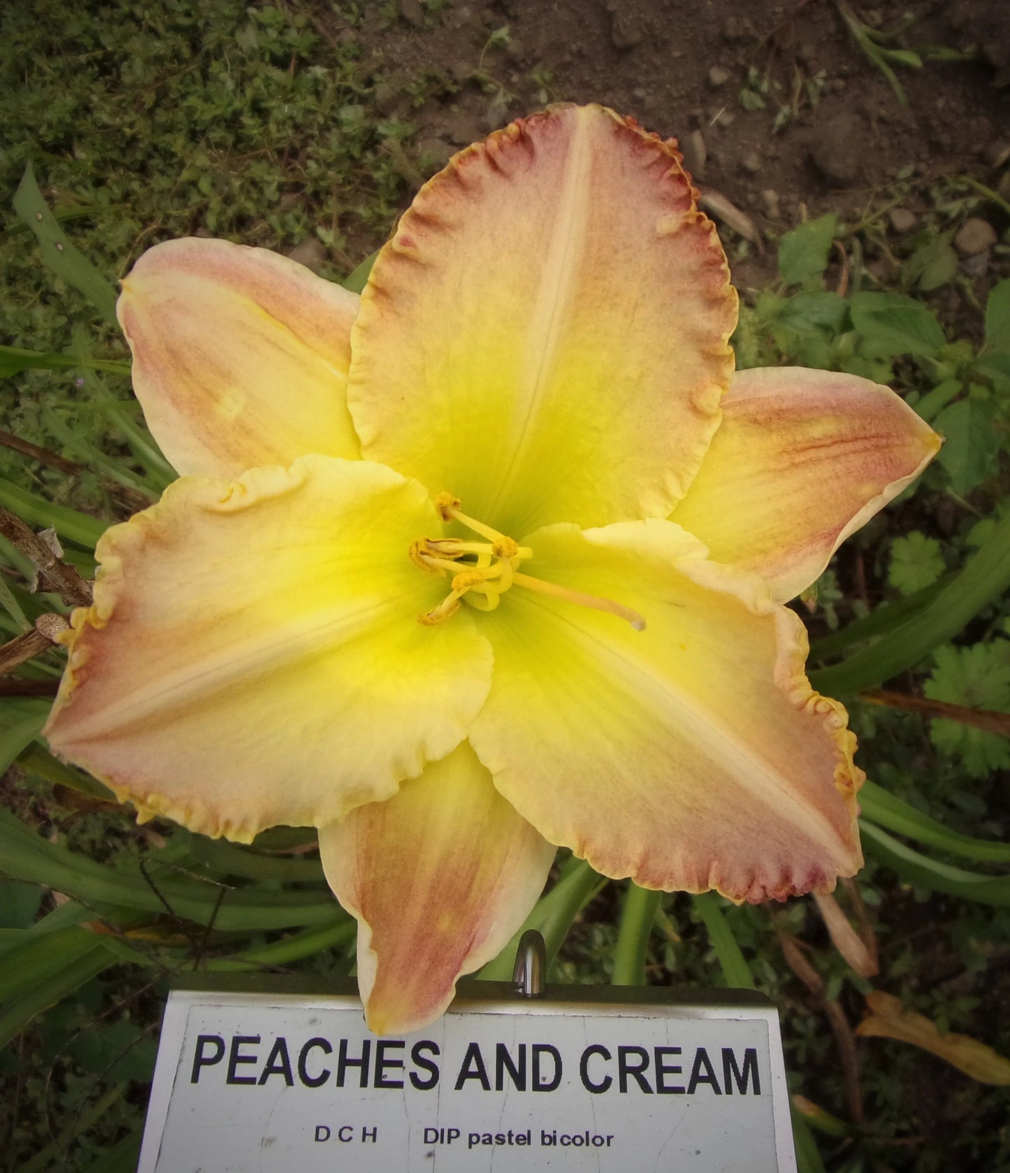 PEACHES AND CREAM