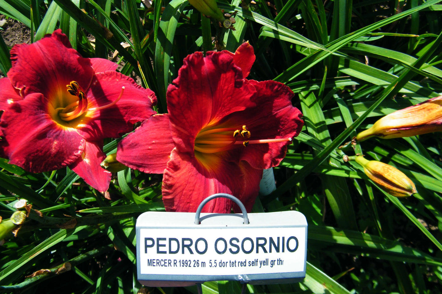 PEDRO OSORNIO