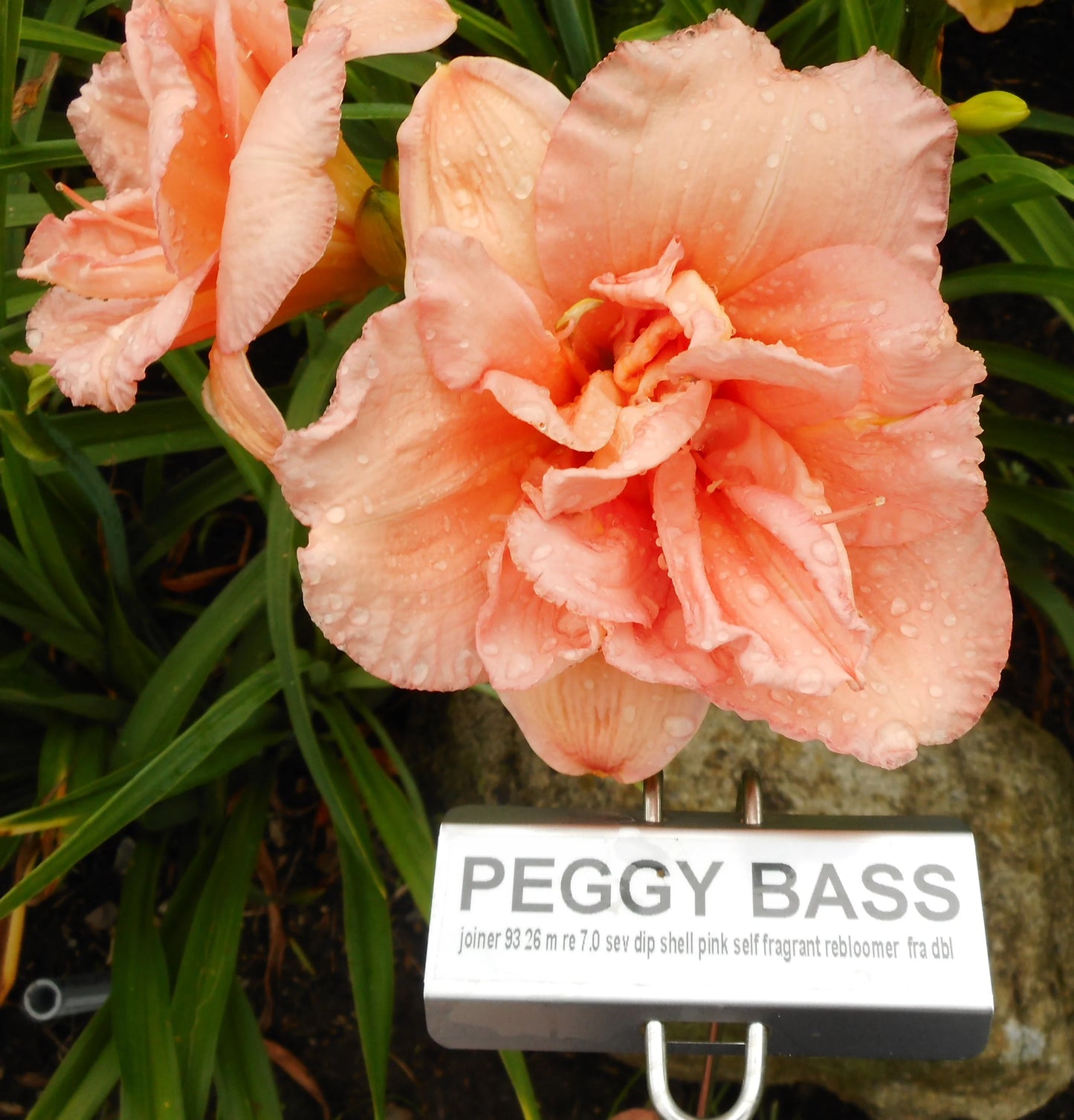 PEGGY BASS
