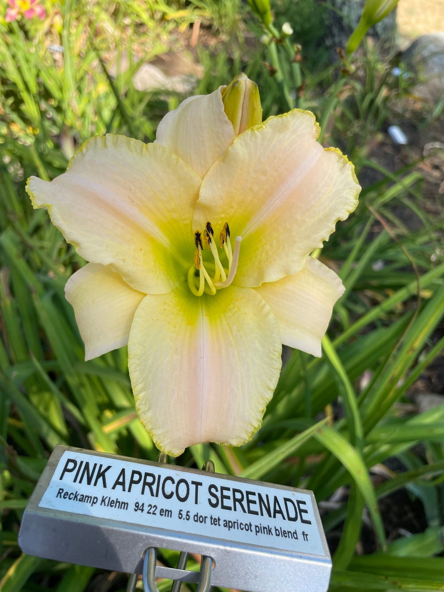 PINK APRICOT SERENADE