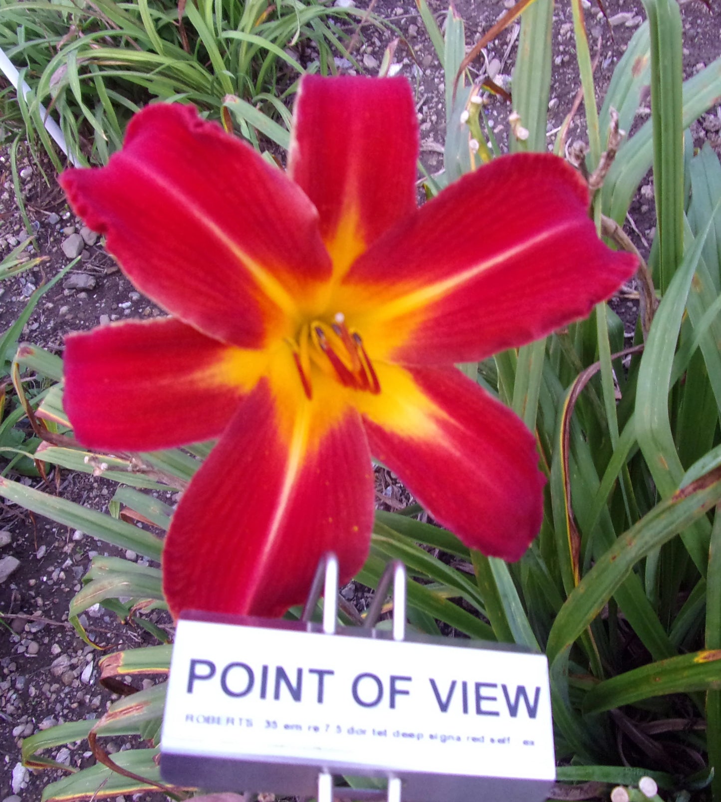 POINT OF VIEW
