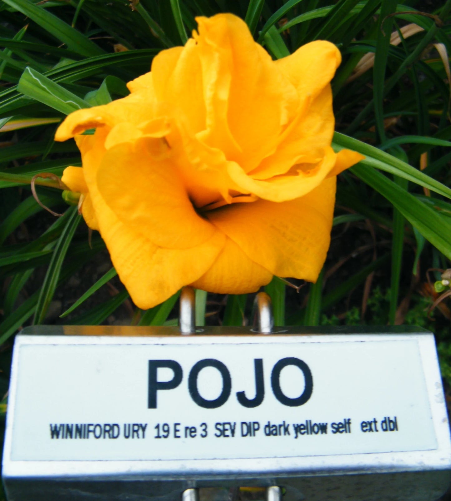 POJO