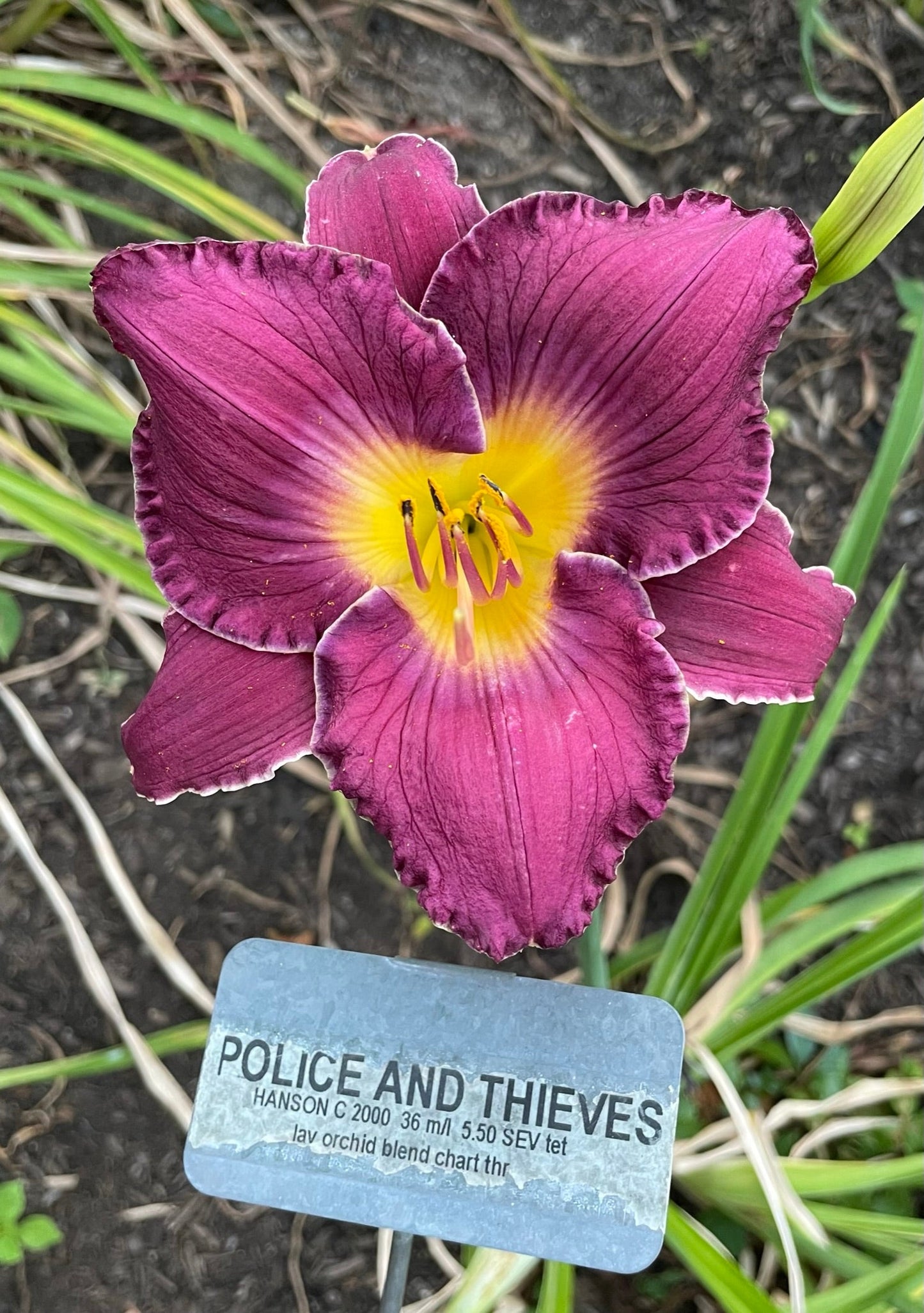 POLICE AND THIEVES