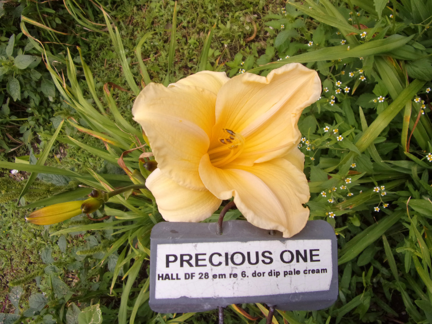 PRECIOUS ONE