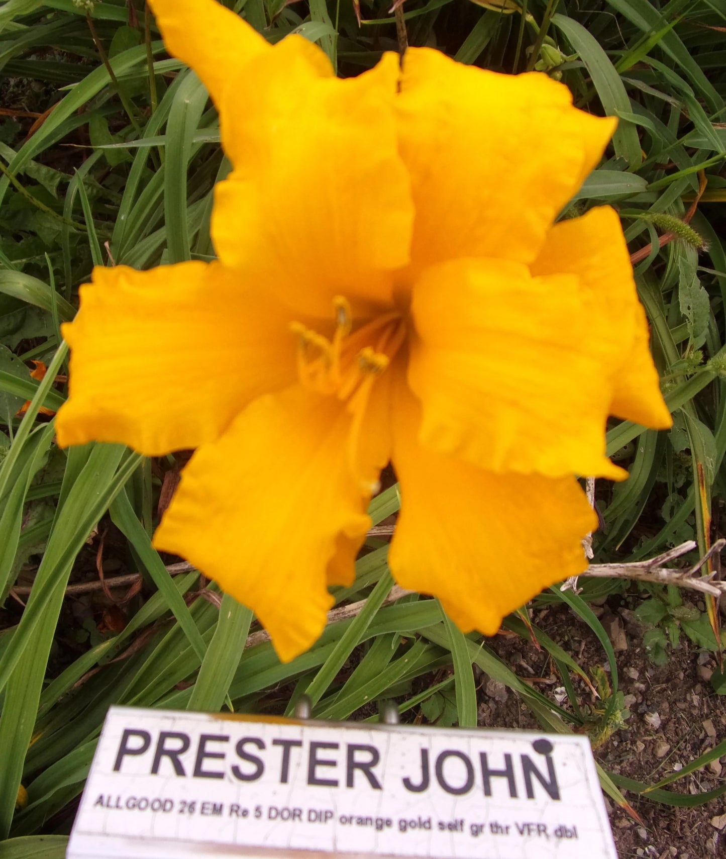 PRESTER JOHN