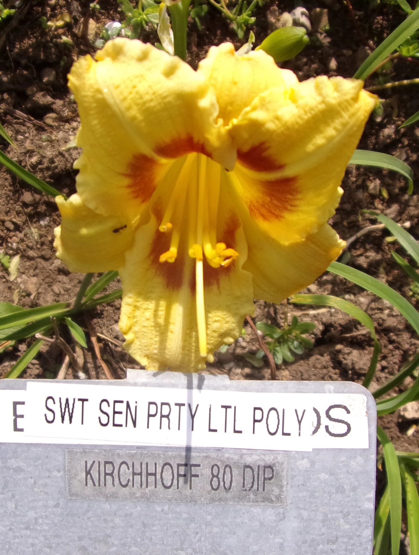 PRETTY LITTLE POLY
