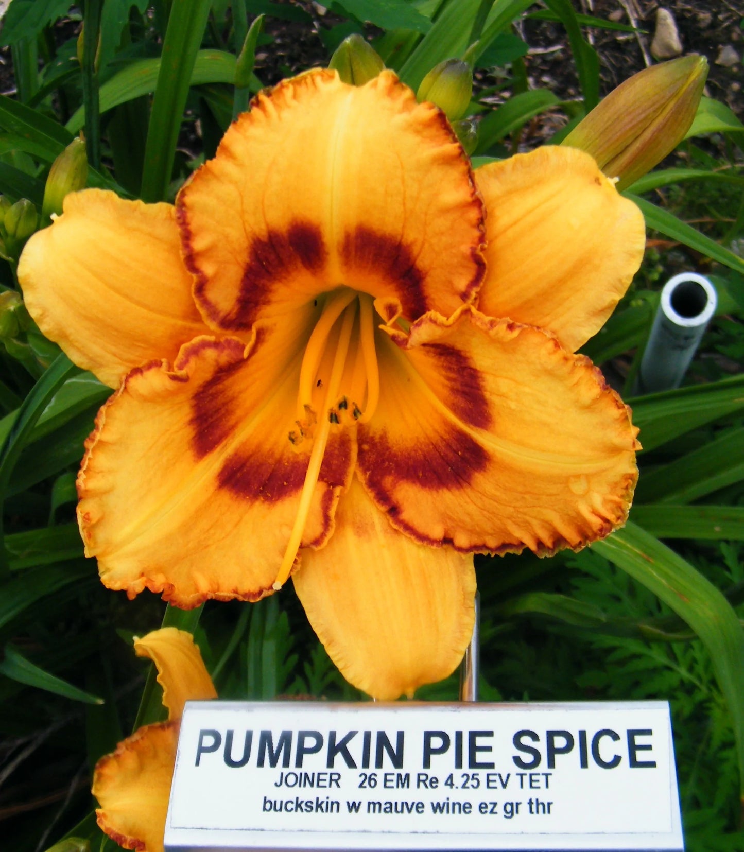 PUMPKIN PIE SPICE