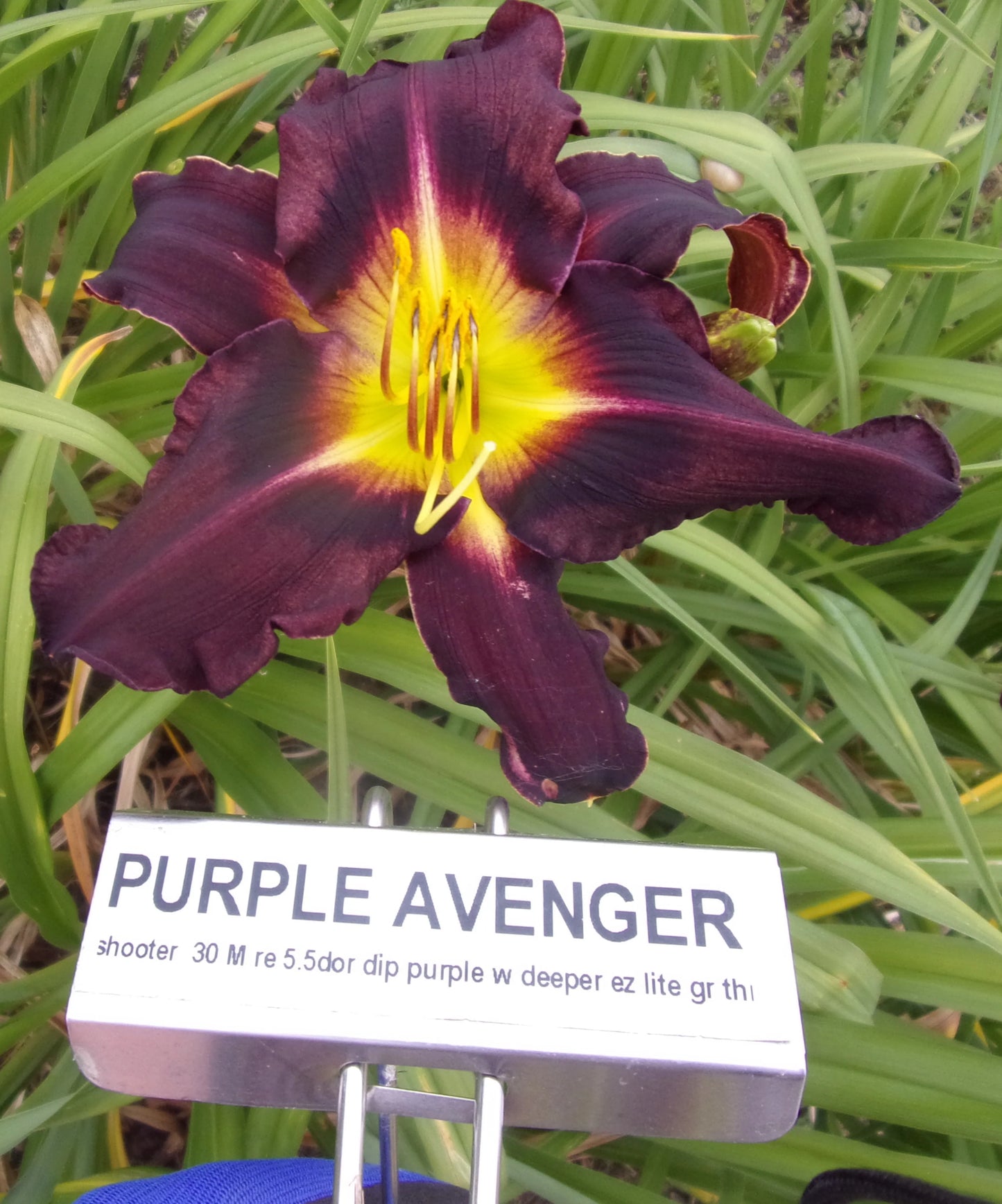 PURPLE AVENGER