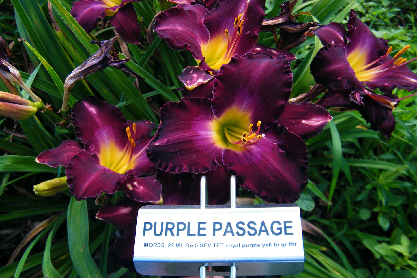 PURPLE PASSAGE