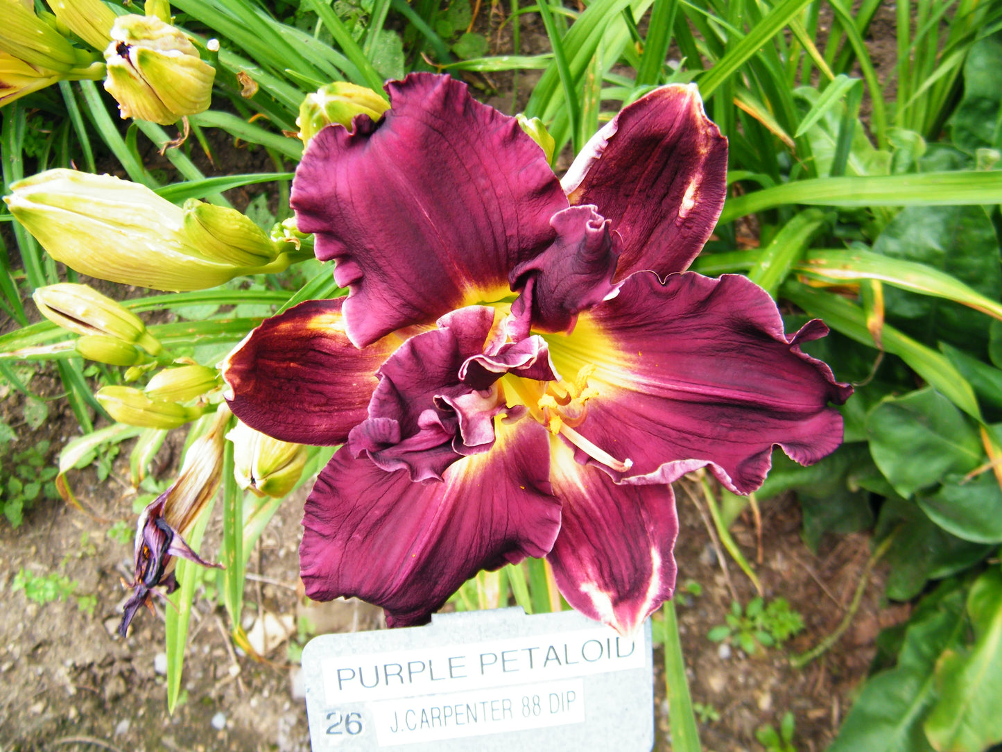 PURPLE PETALOID
