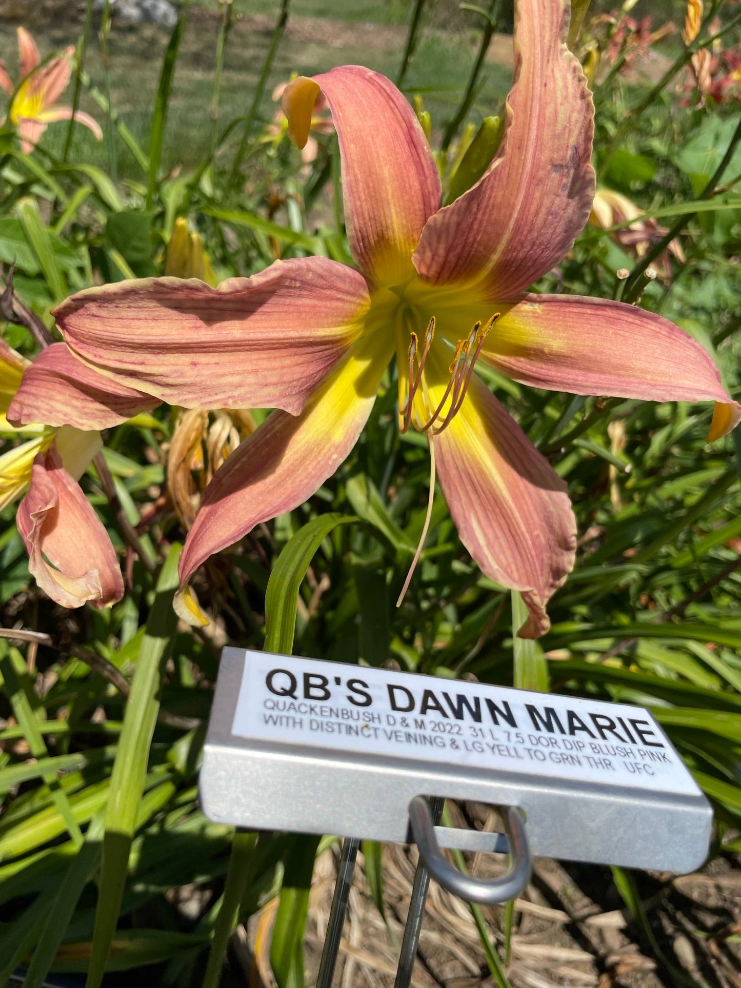 QB'S DAWN MARIE