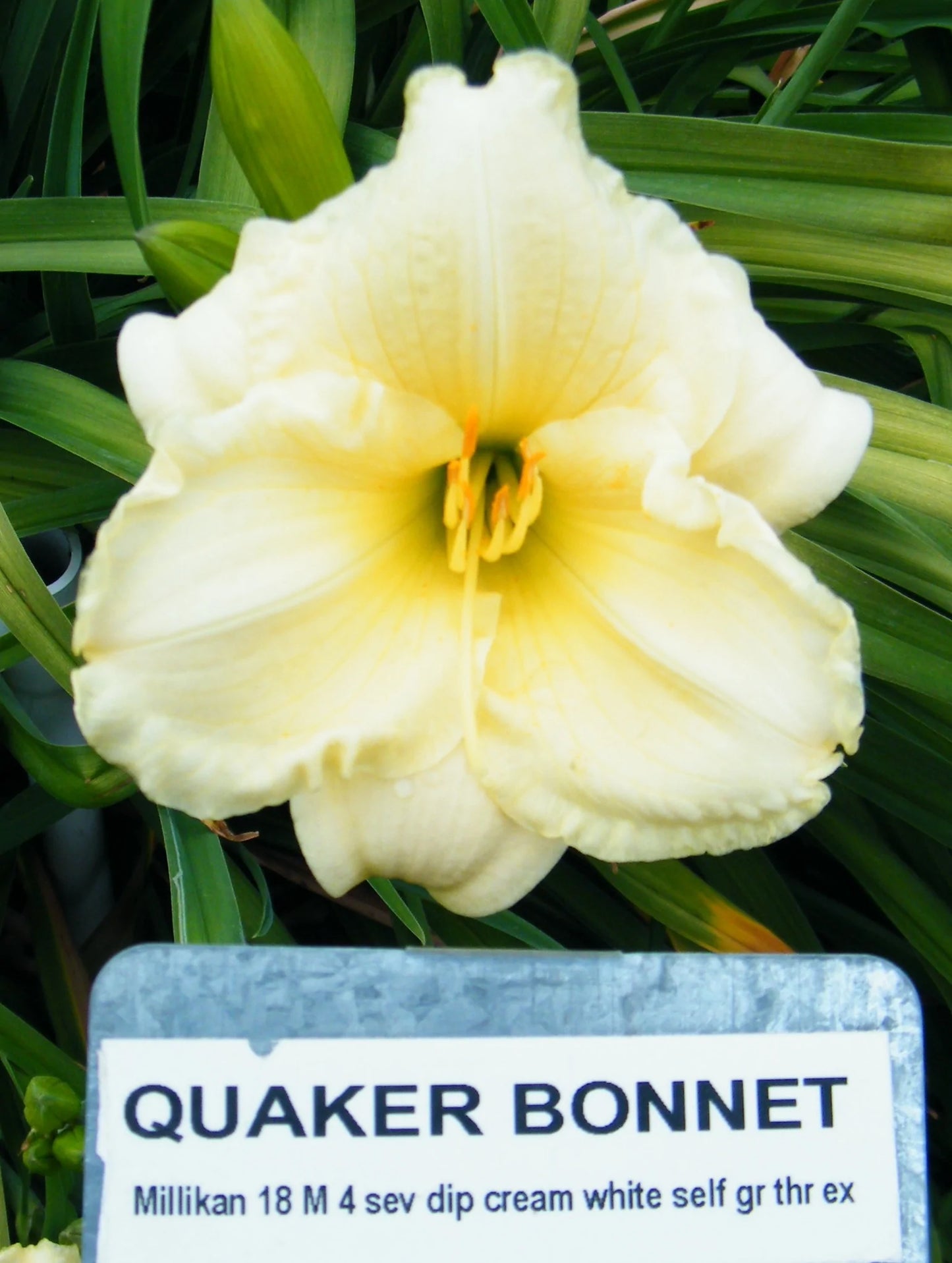 QUAKER BONNET