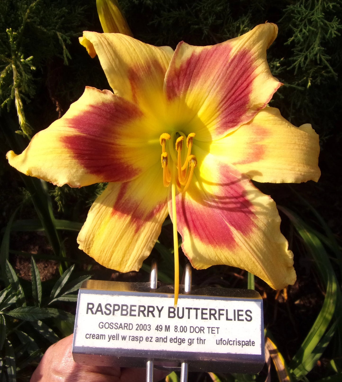 RASPBERRY BUTTERFLIES