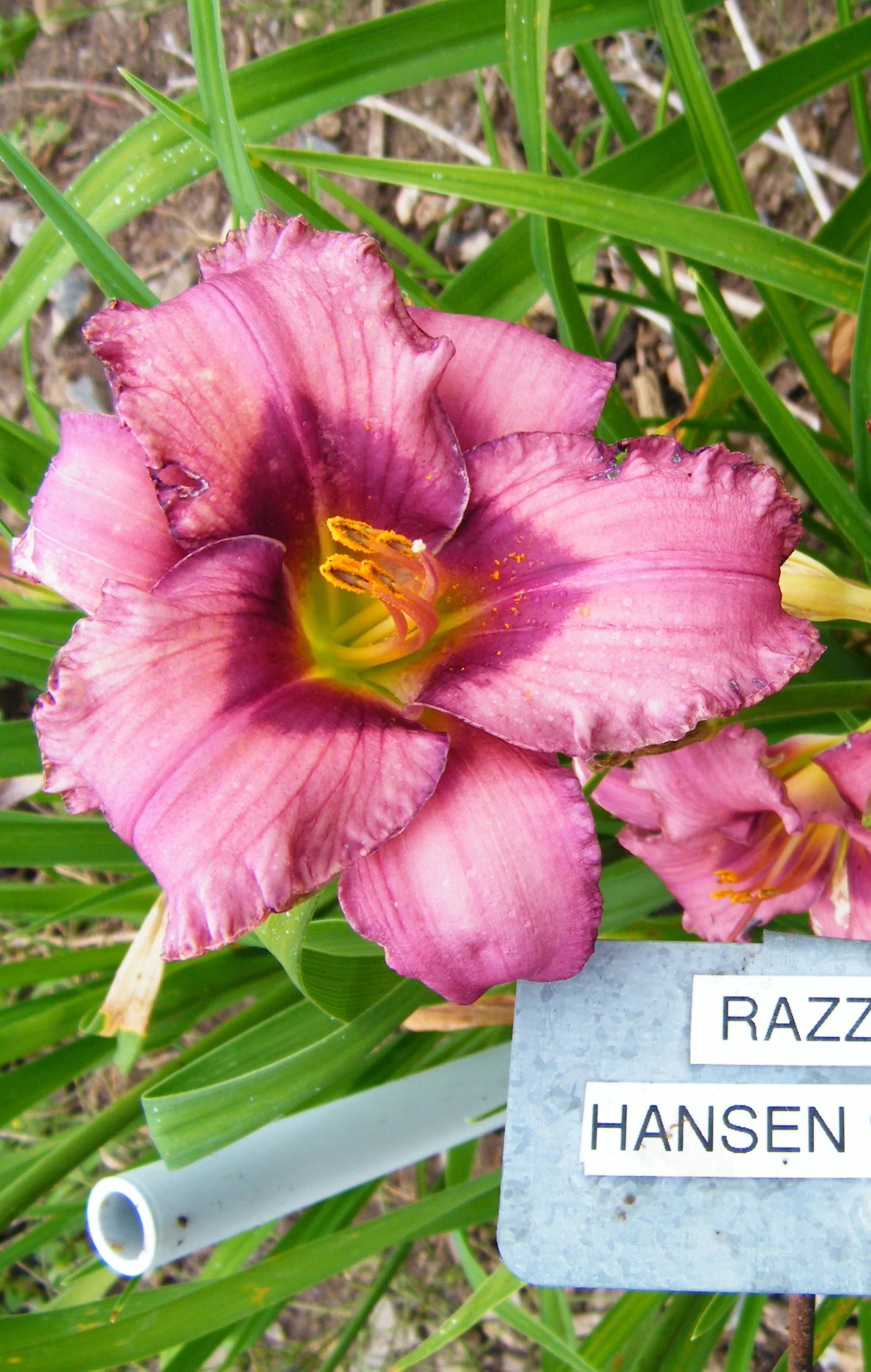 RAZZLE