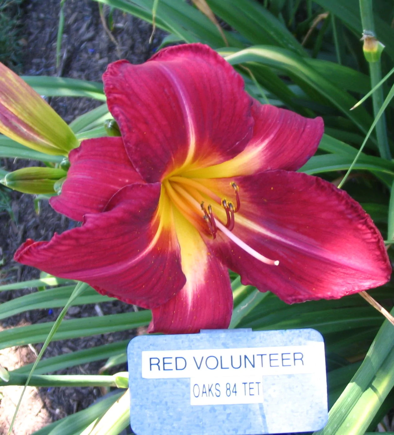 RED VOLUNTEER