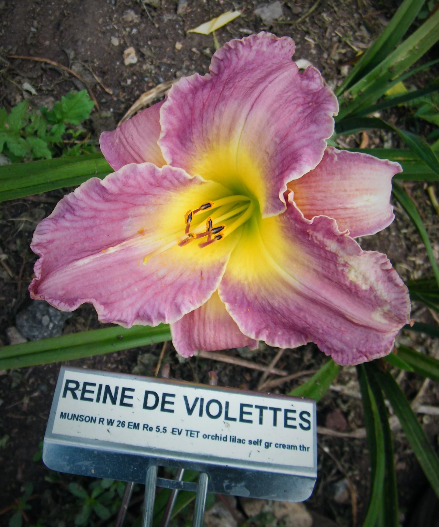 REINE DE VIOLETTES