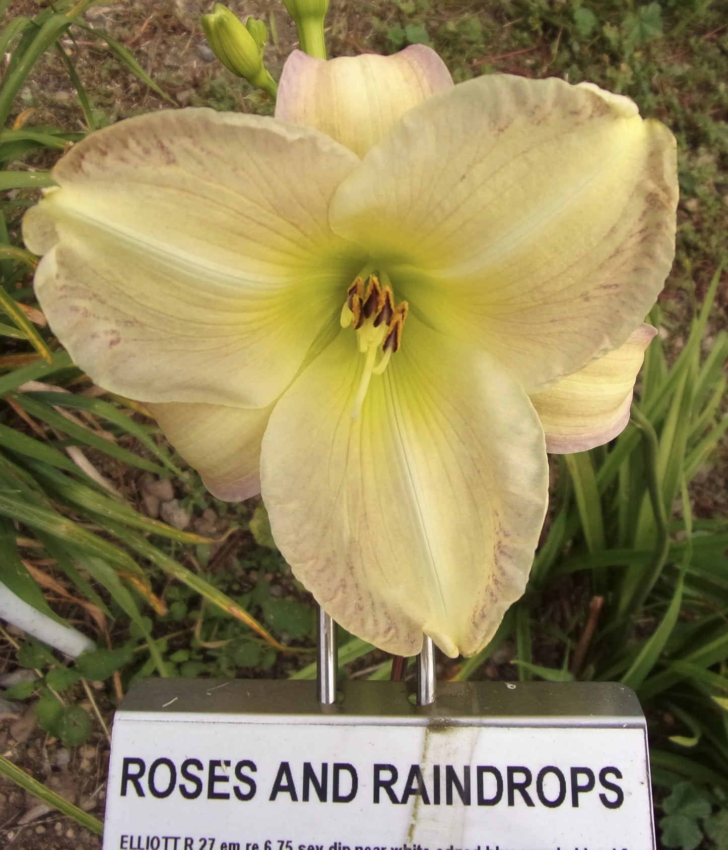 ROSES AND RAINDROPS