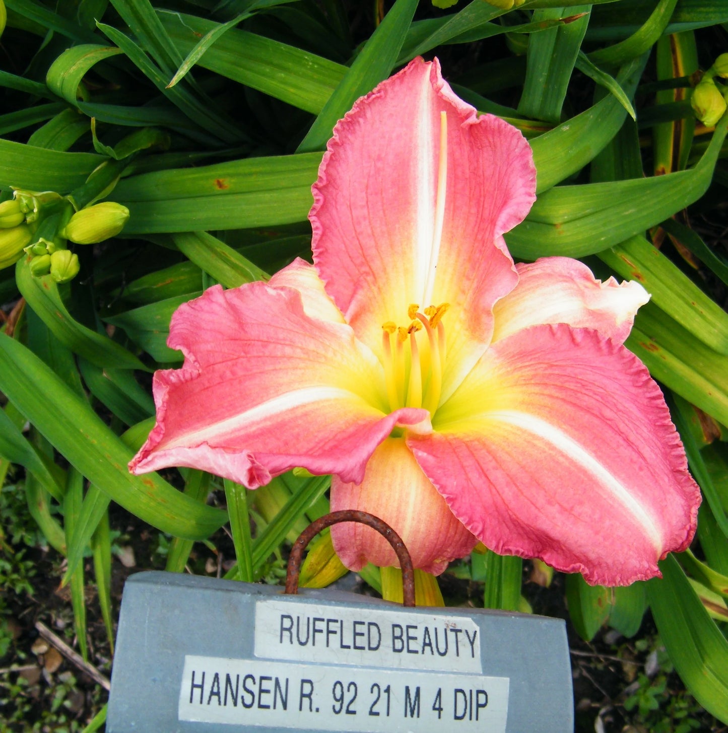 RUFFLED BEAUTY