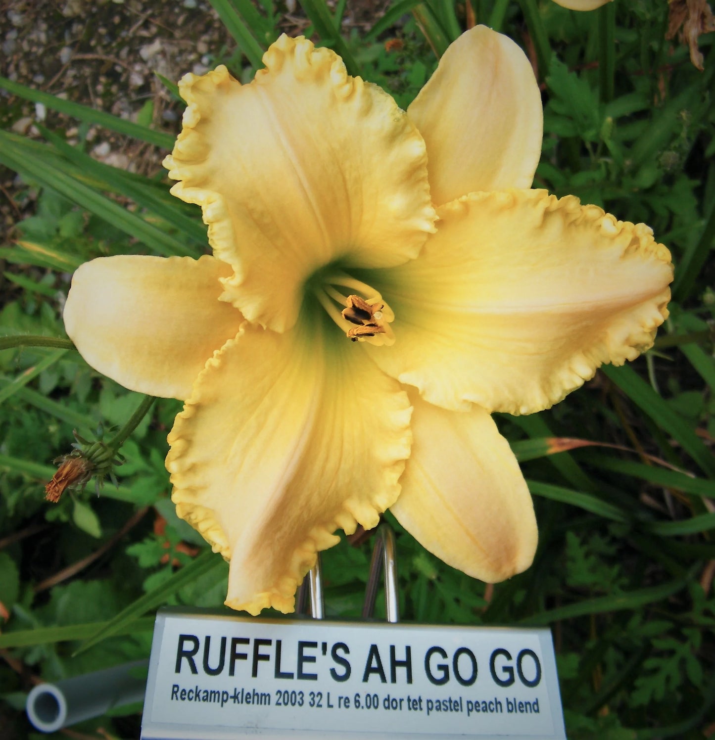 RUFFLE'S AH GO GO