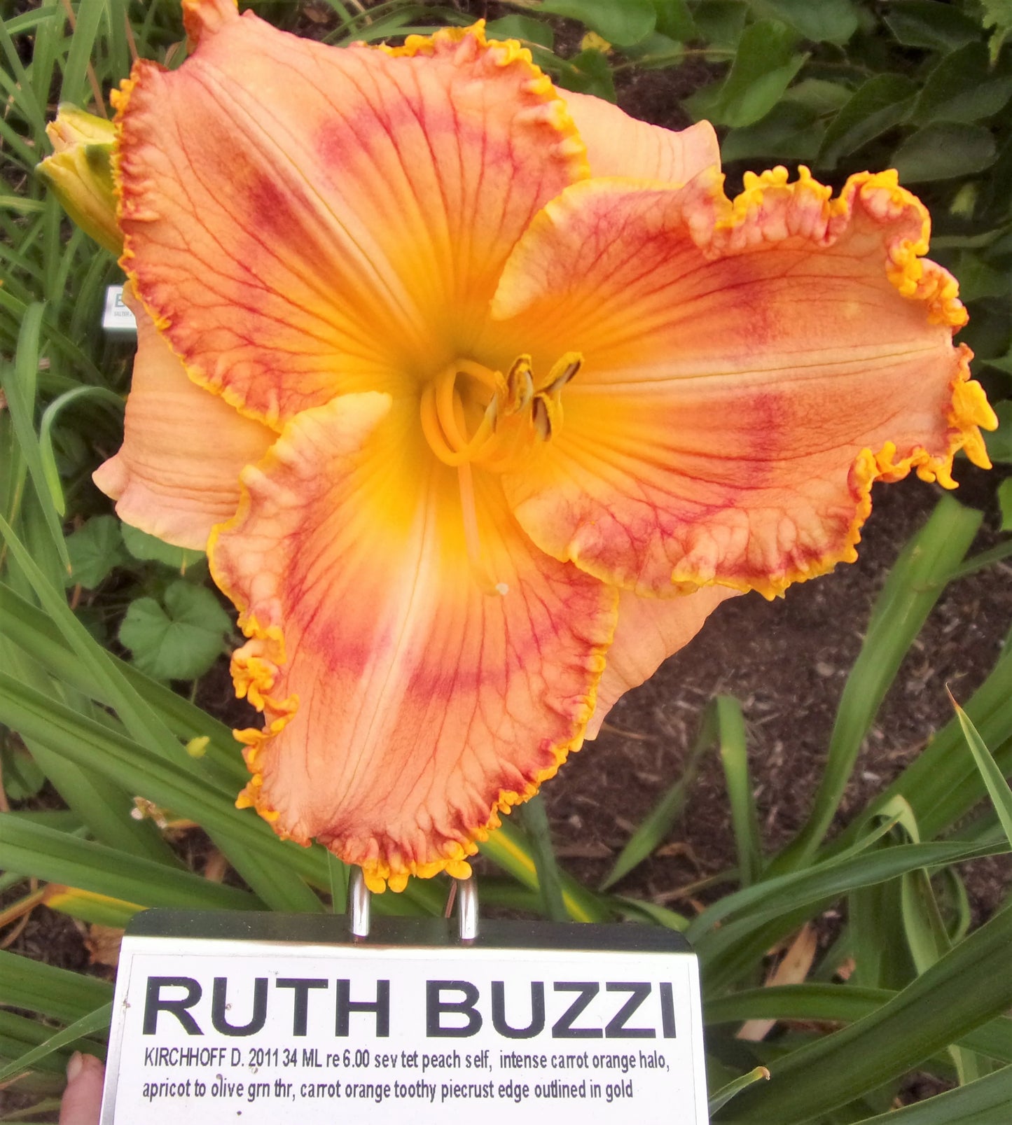 RUTH BUZZI