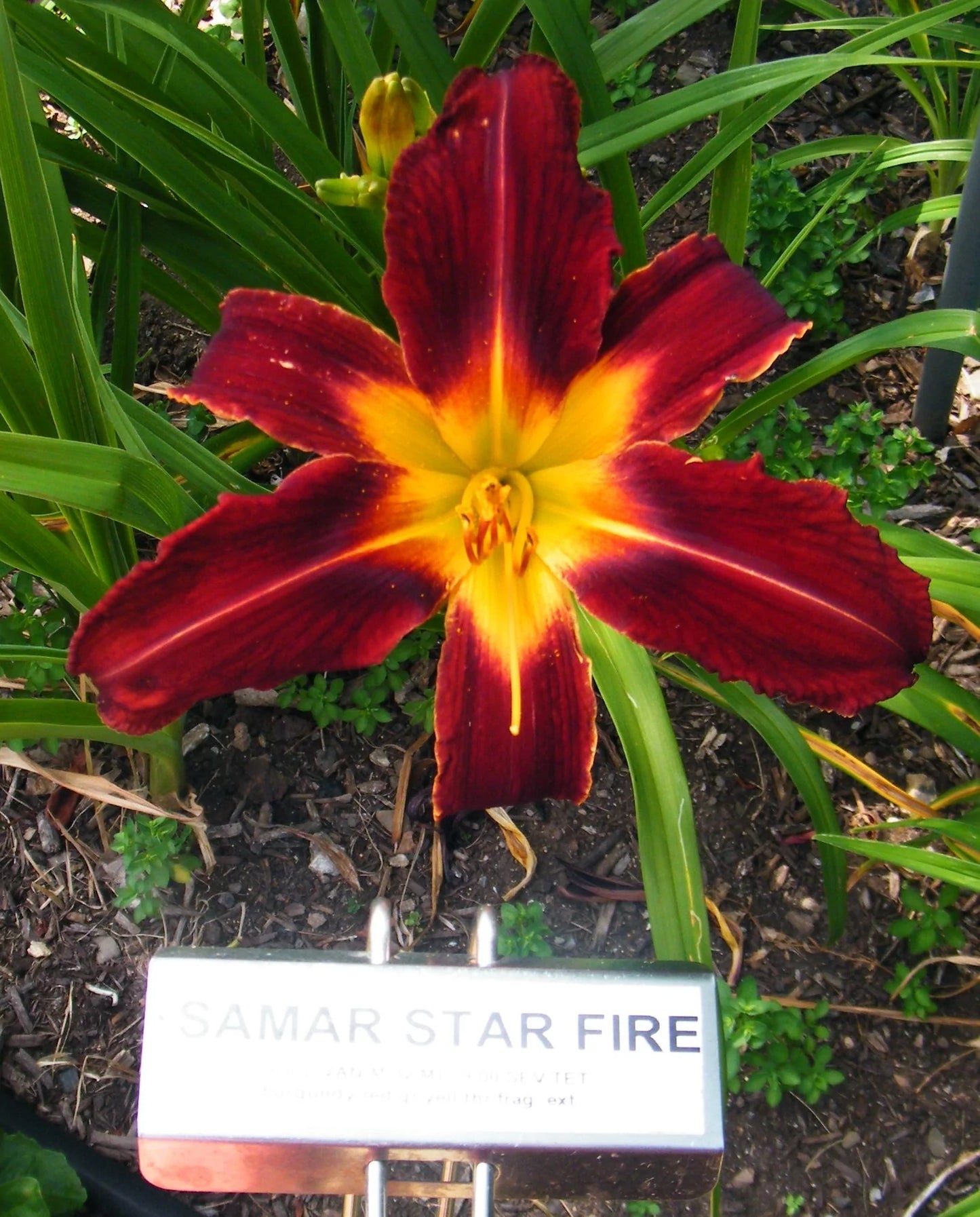 SAMAR STAR FIRE