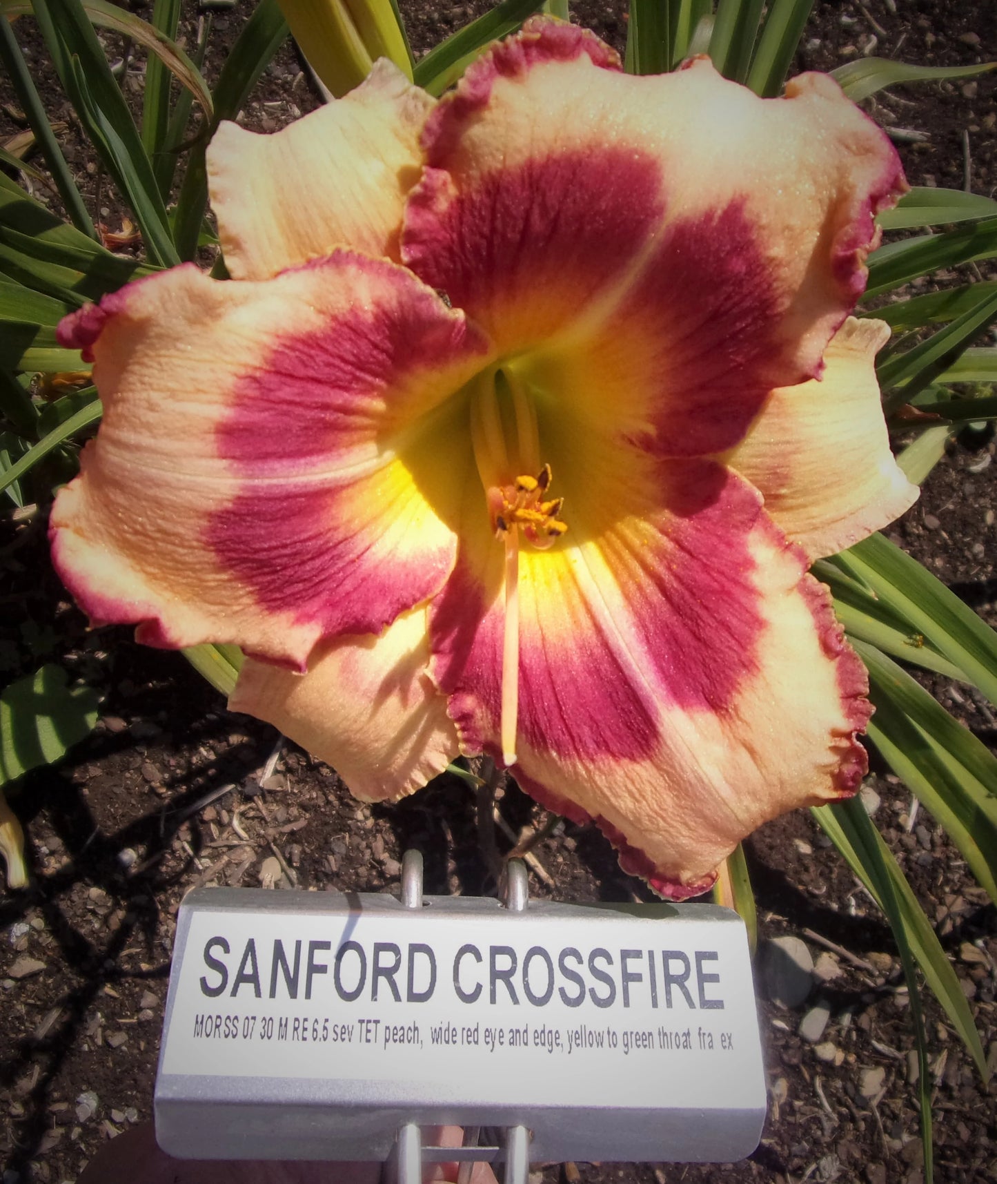 SANFORD CROSSFIRE