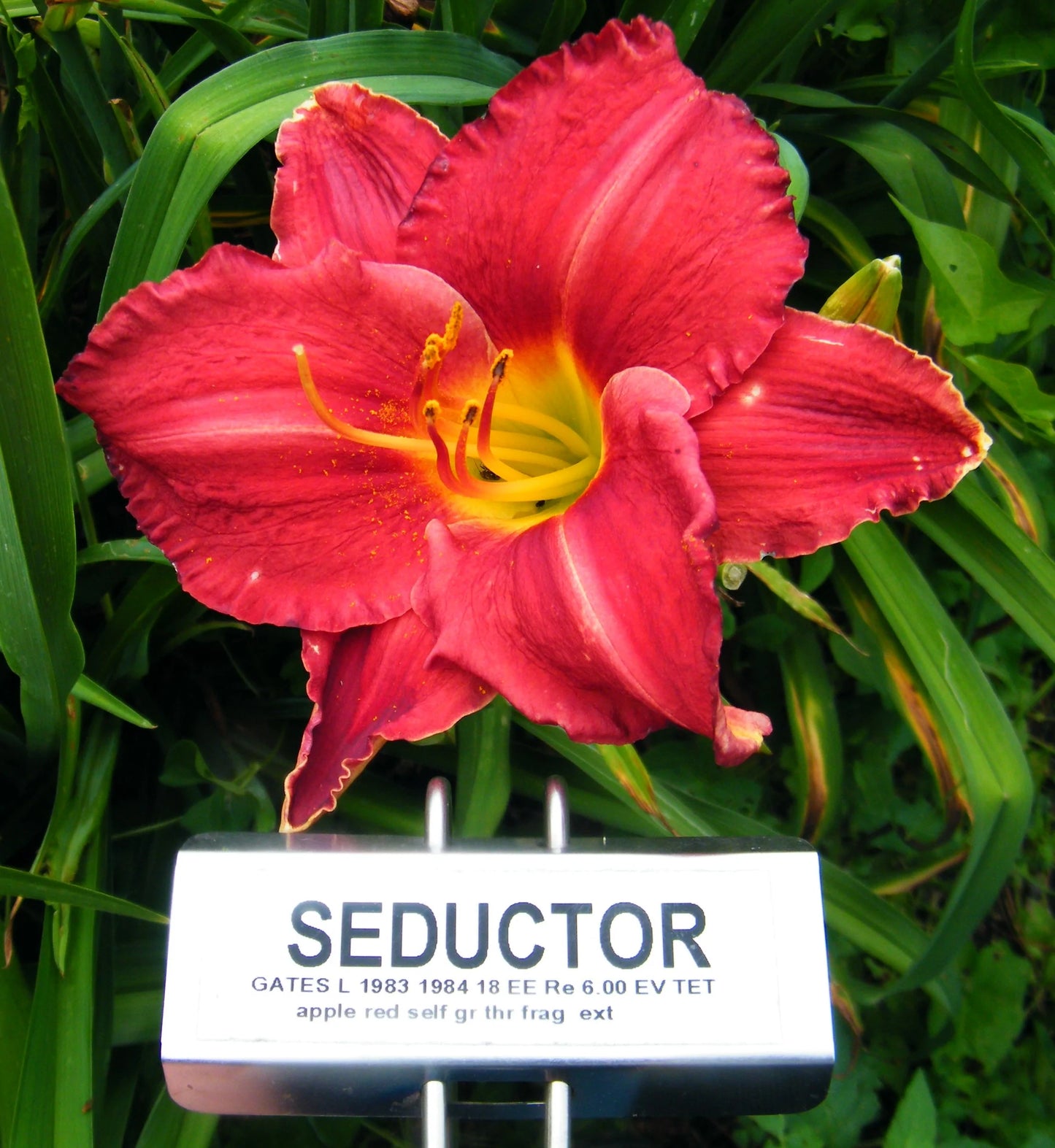 SEDUCTOR
