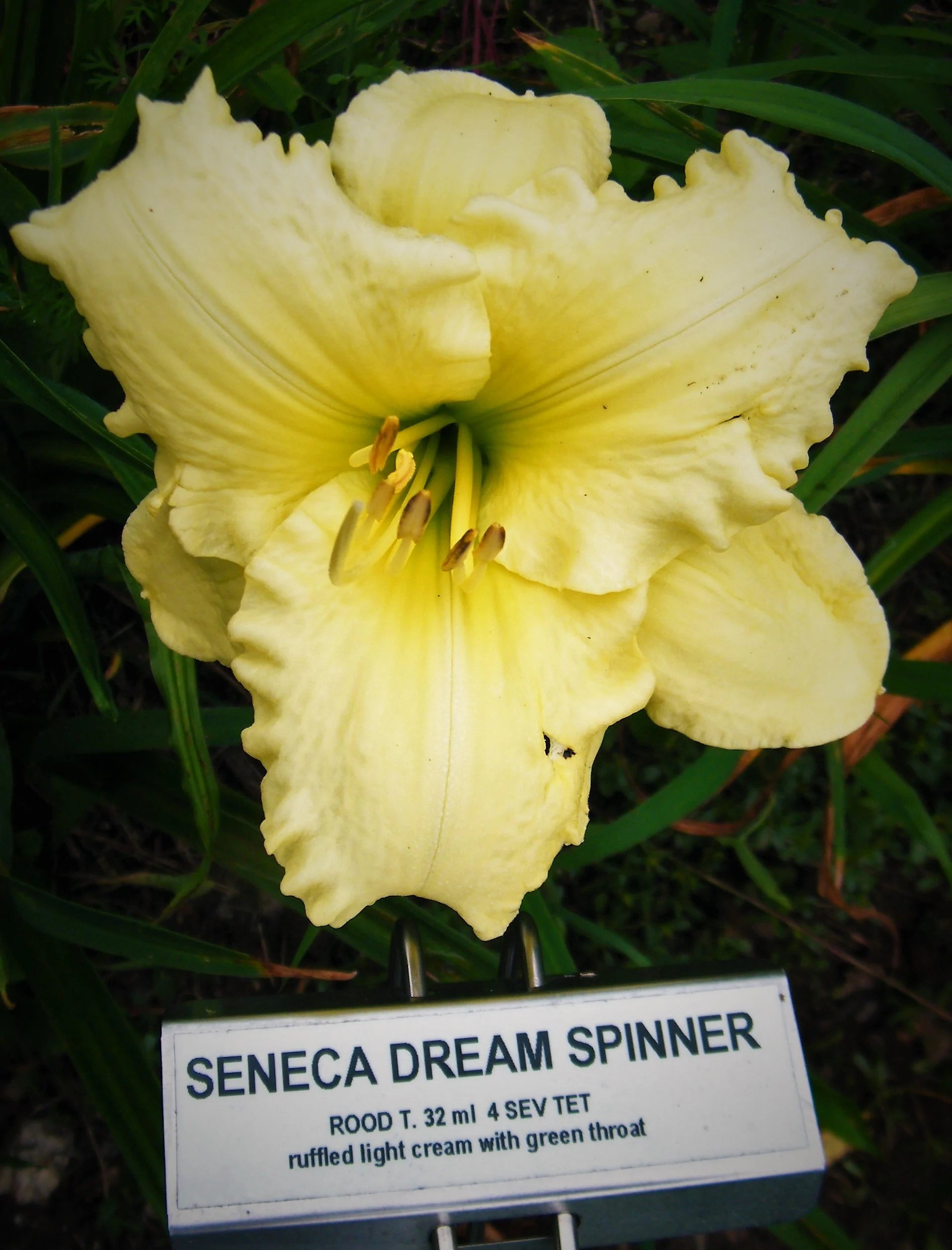 SENECA DREAM SPINNER – QB Daylily Gardens