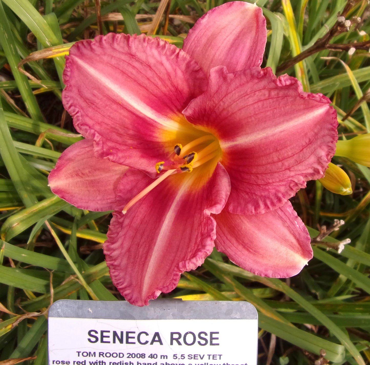 SENECA ROSE