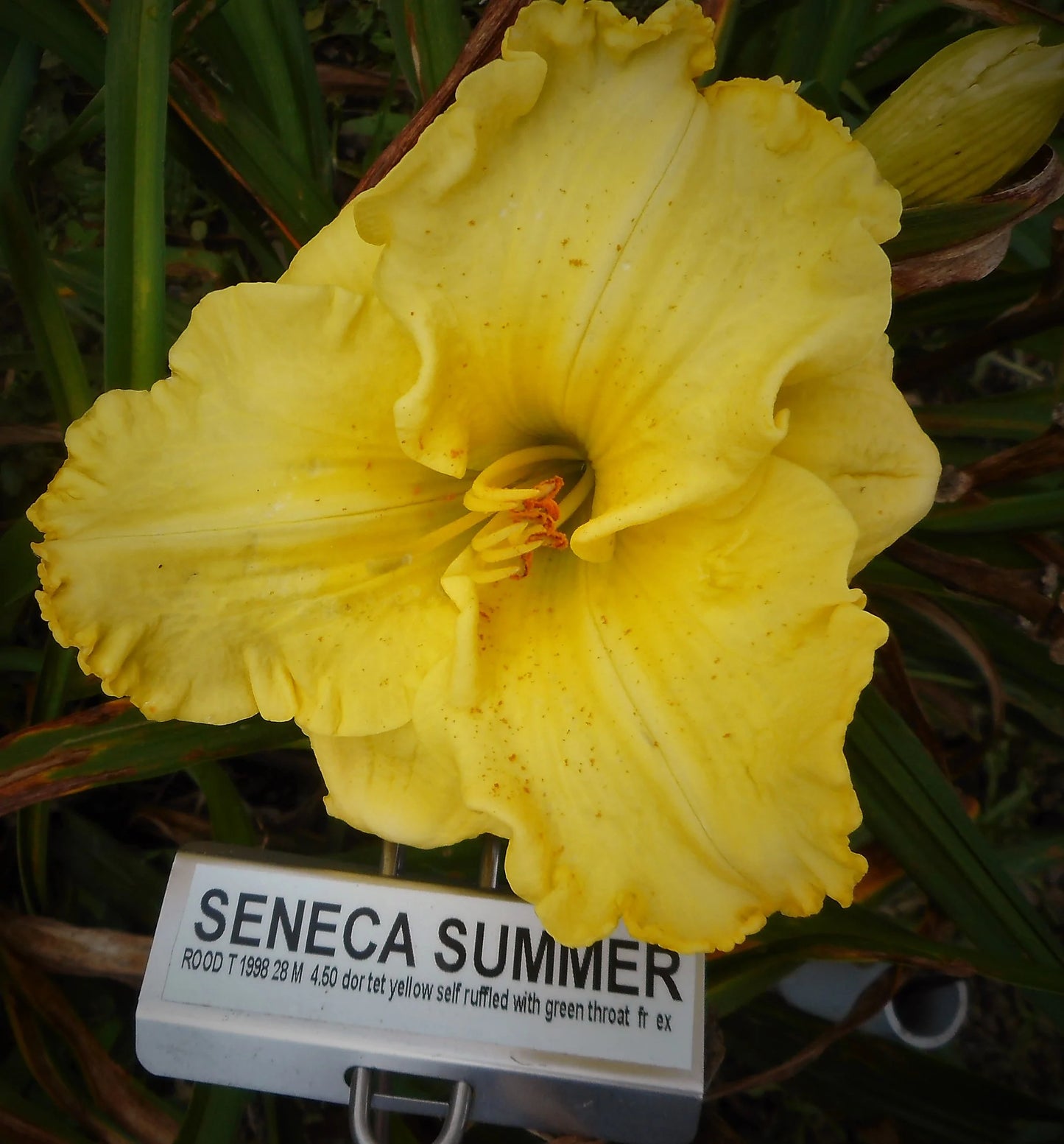 SENECA SUMMER