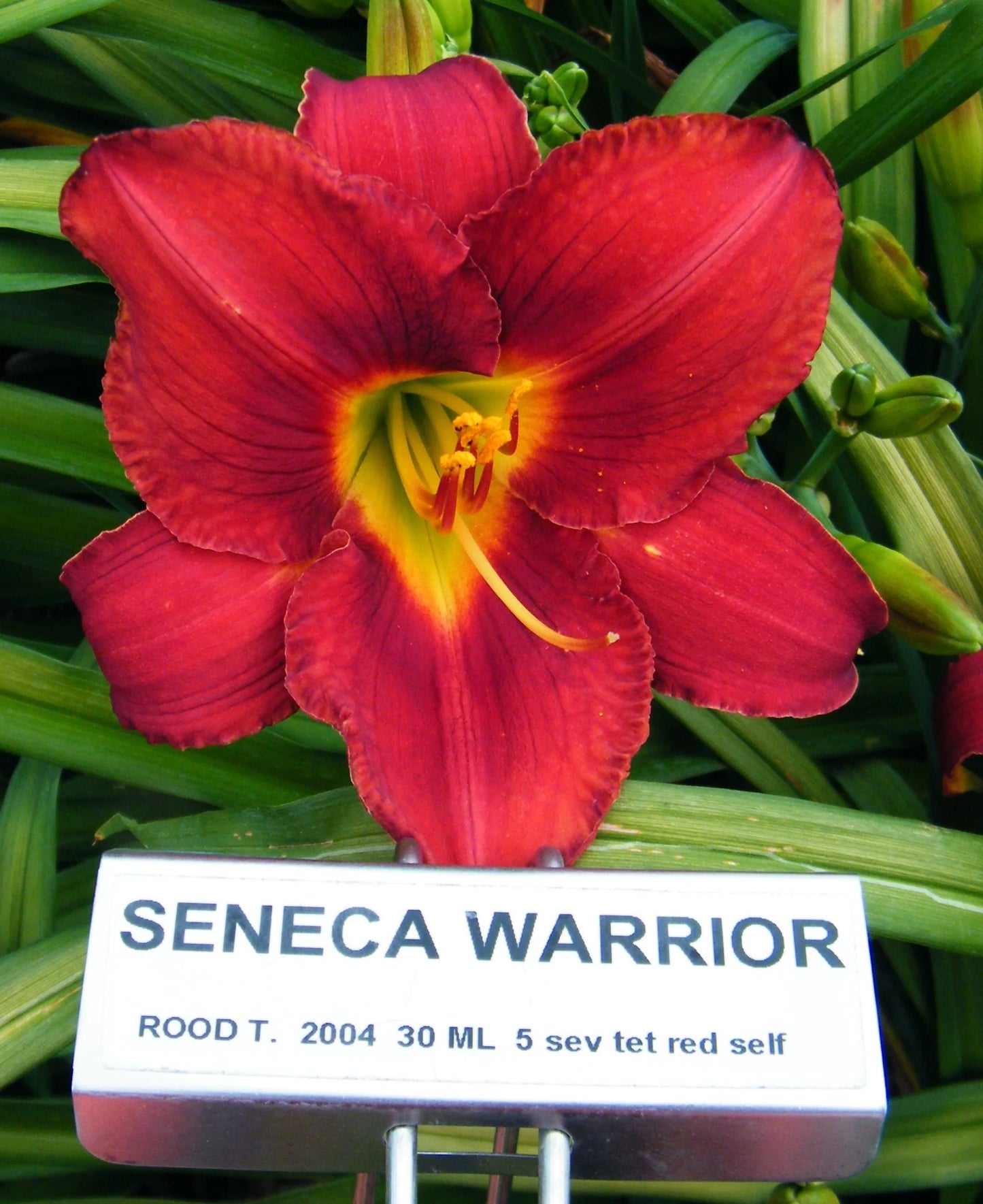 SENECA WARRIOR