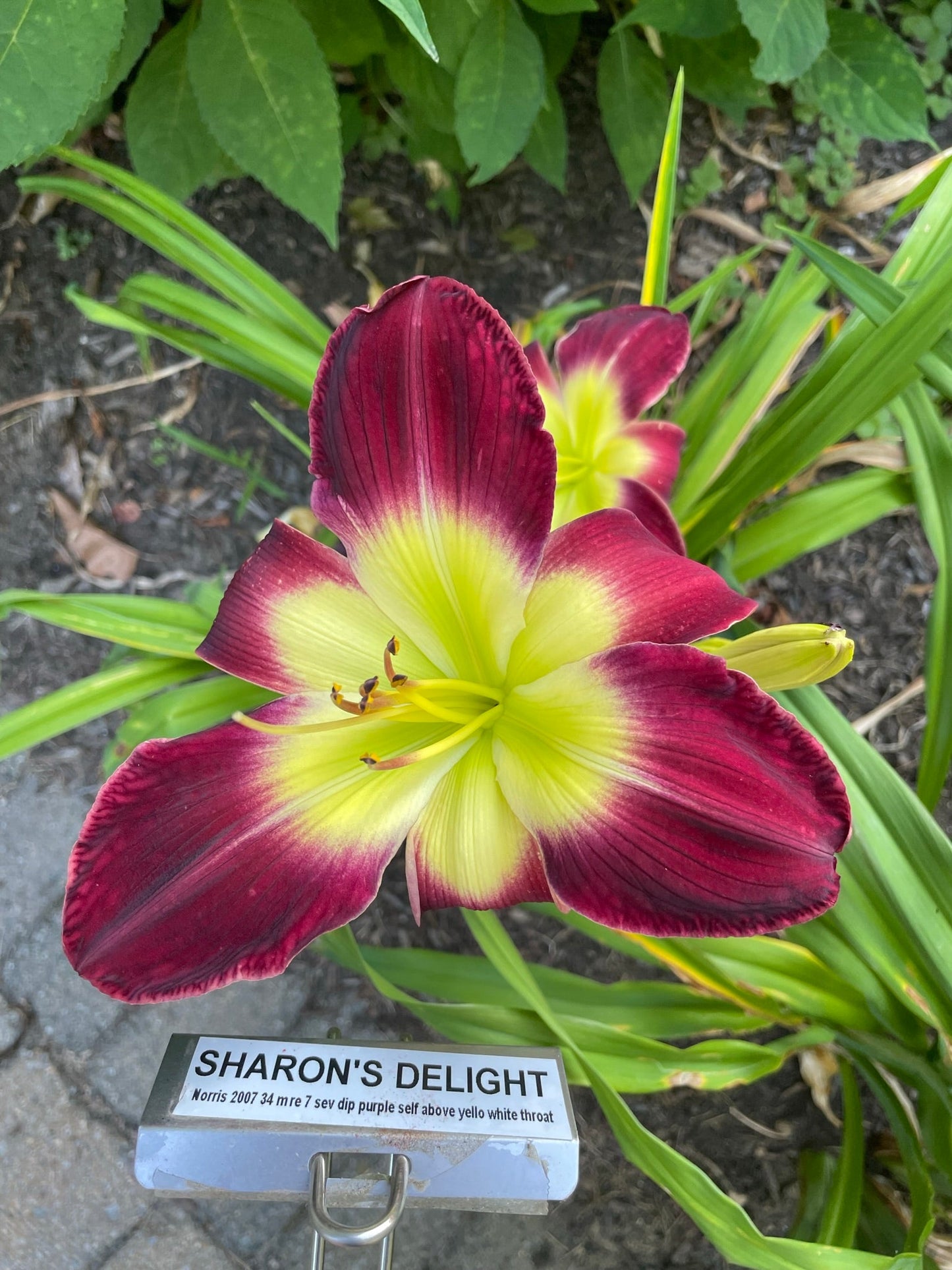 SHARON'S DELIGHT
