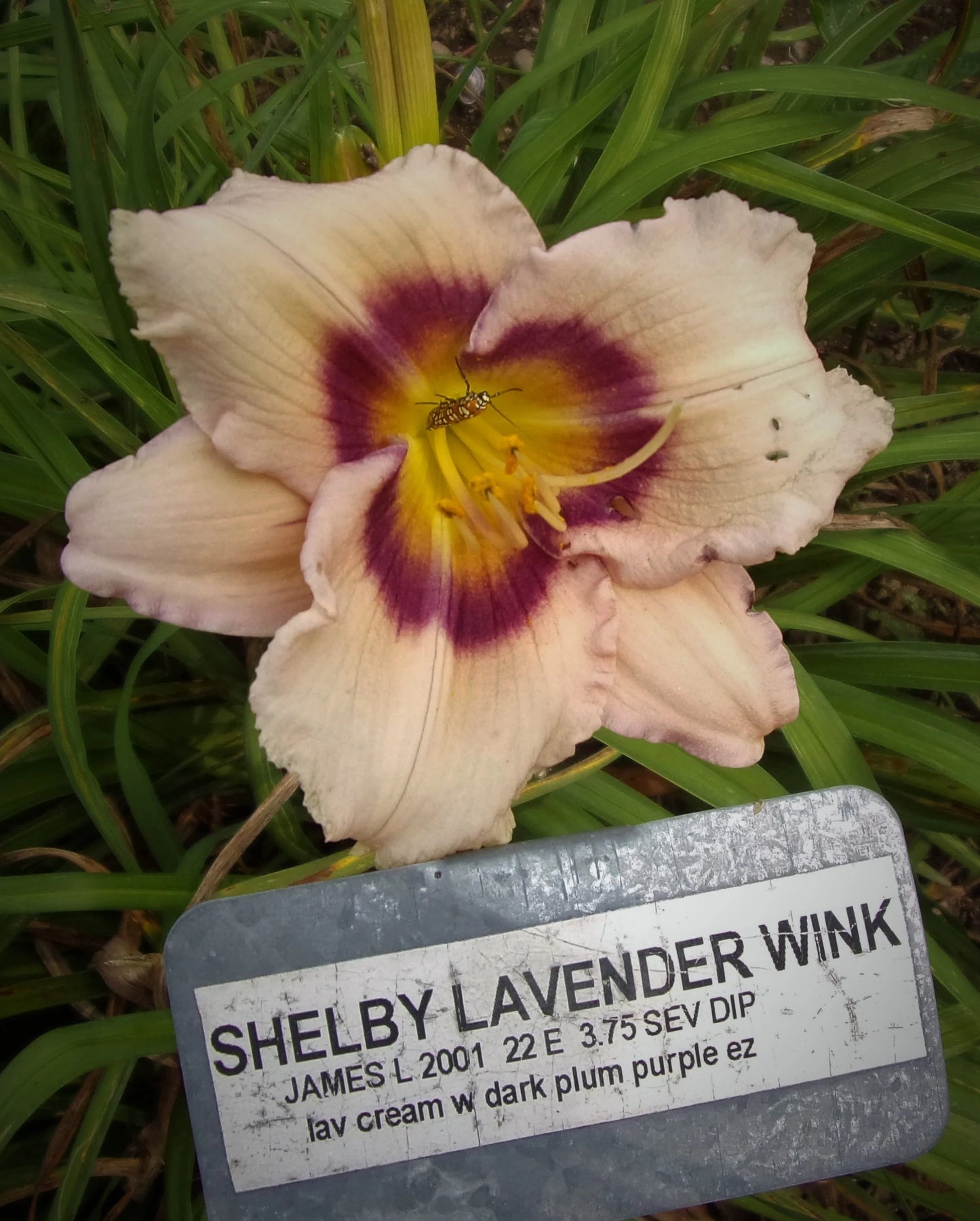 SHELBY LAVENDER WINK