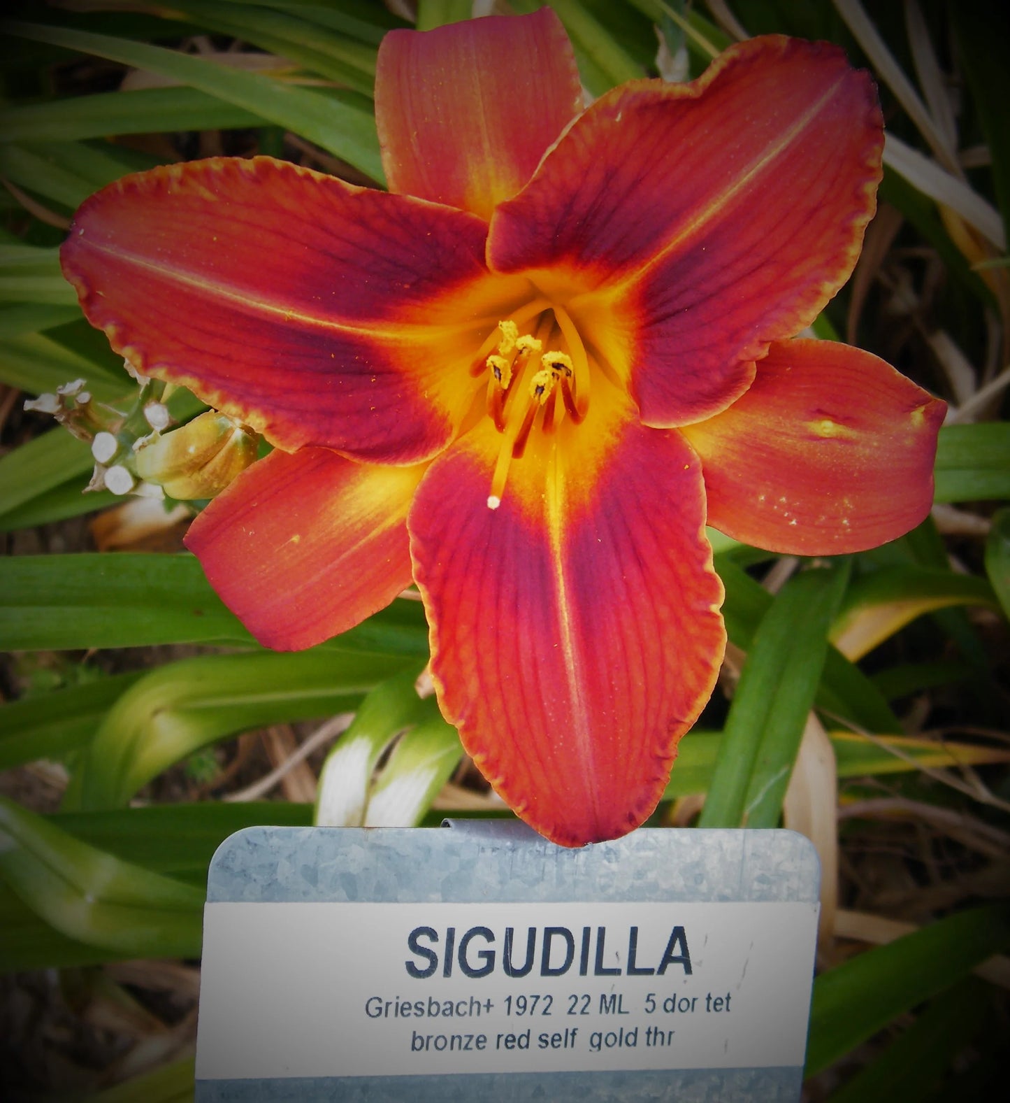 SIGUDILLA