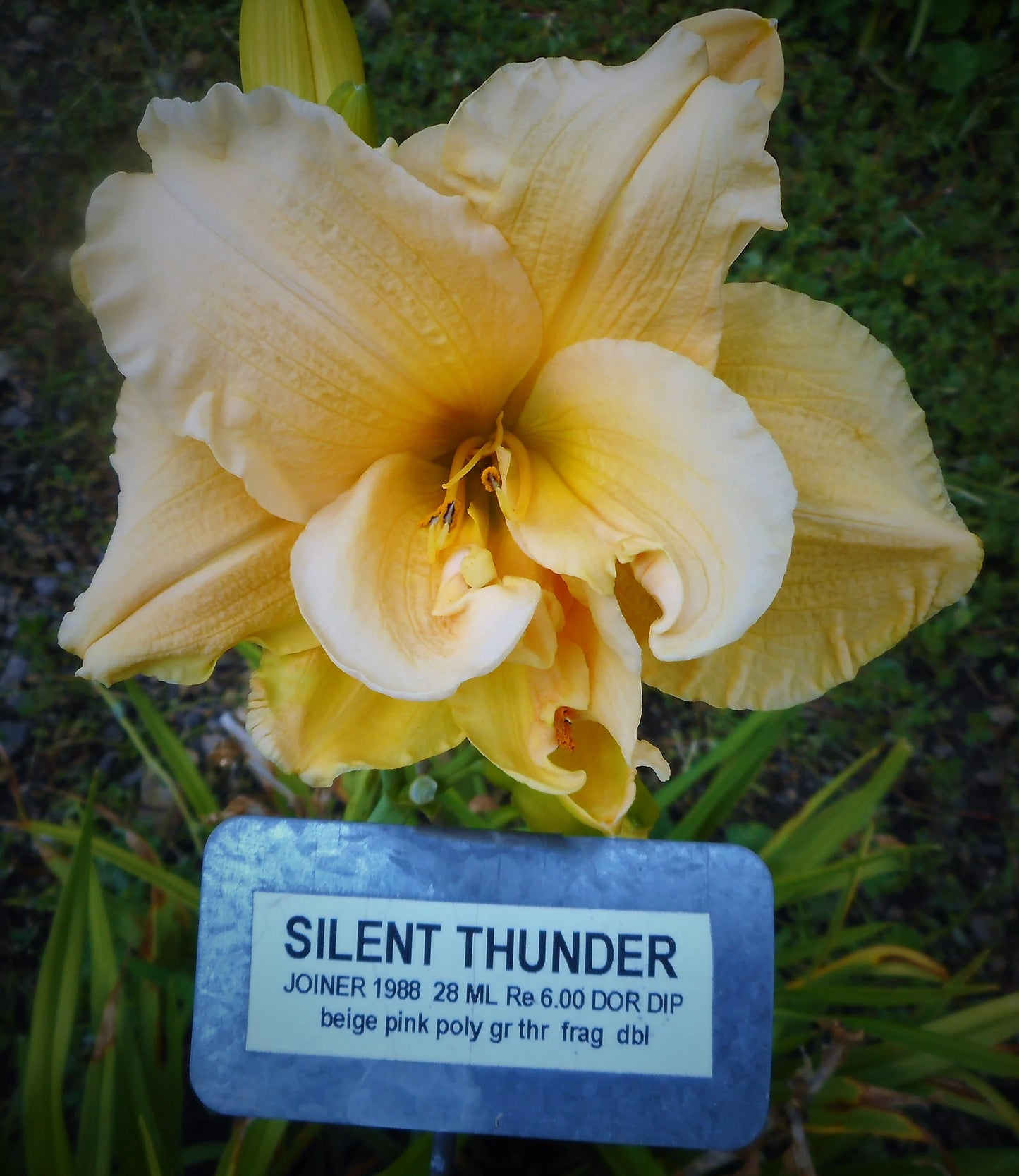 SILENT THUNDER