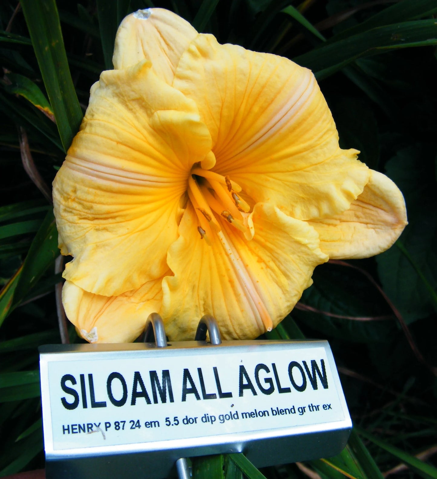 SILOAM ALL AGLOW