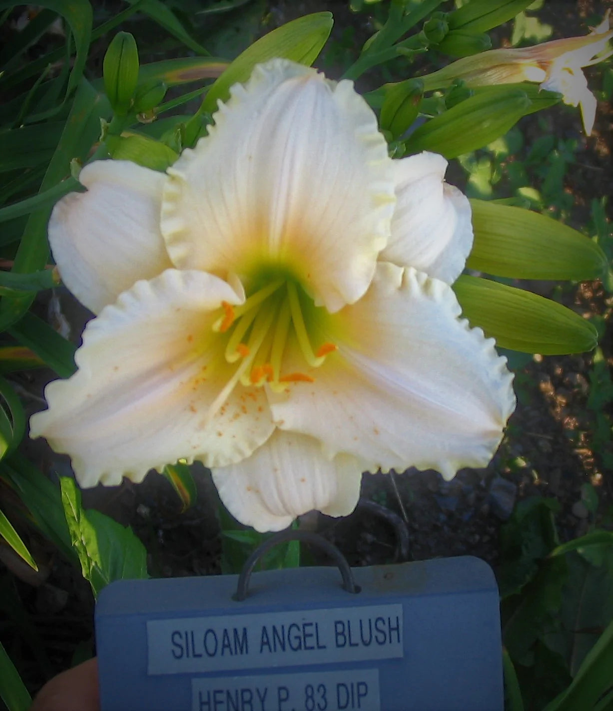 SILOAM ANGEL BLUSH