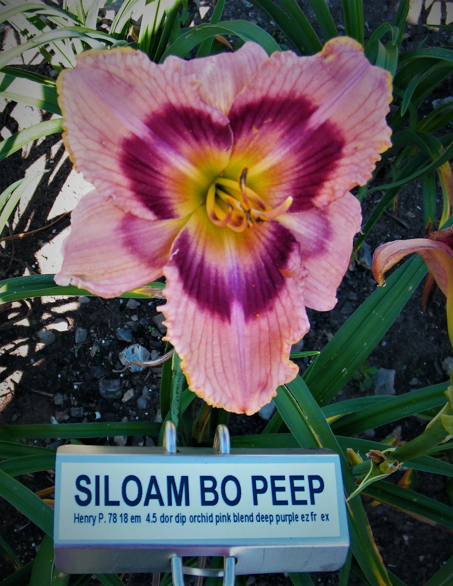 SILOAM BO PEEP