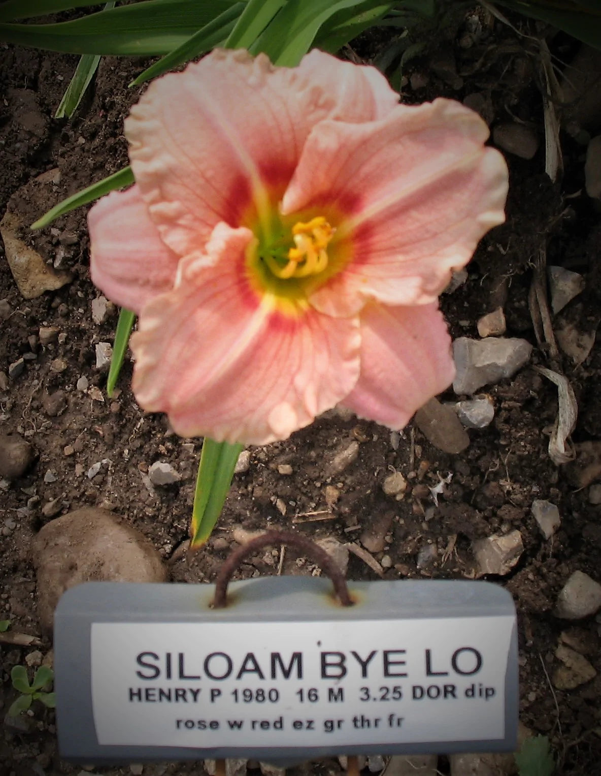 SILOAM BYE LO