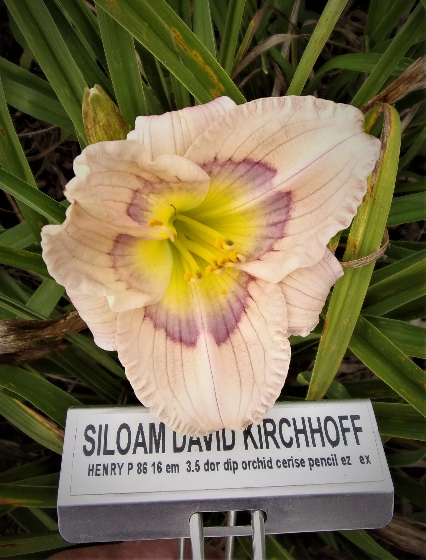 SILOAM DAVID KIRCHHOFF