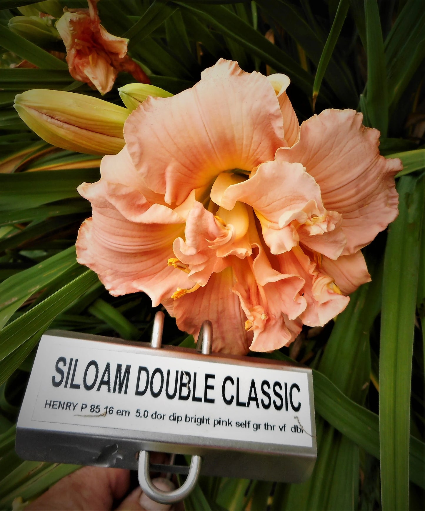SILOAM DOUBLE CLASSIC