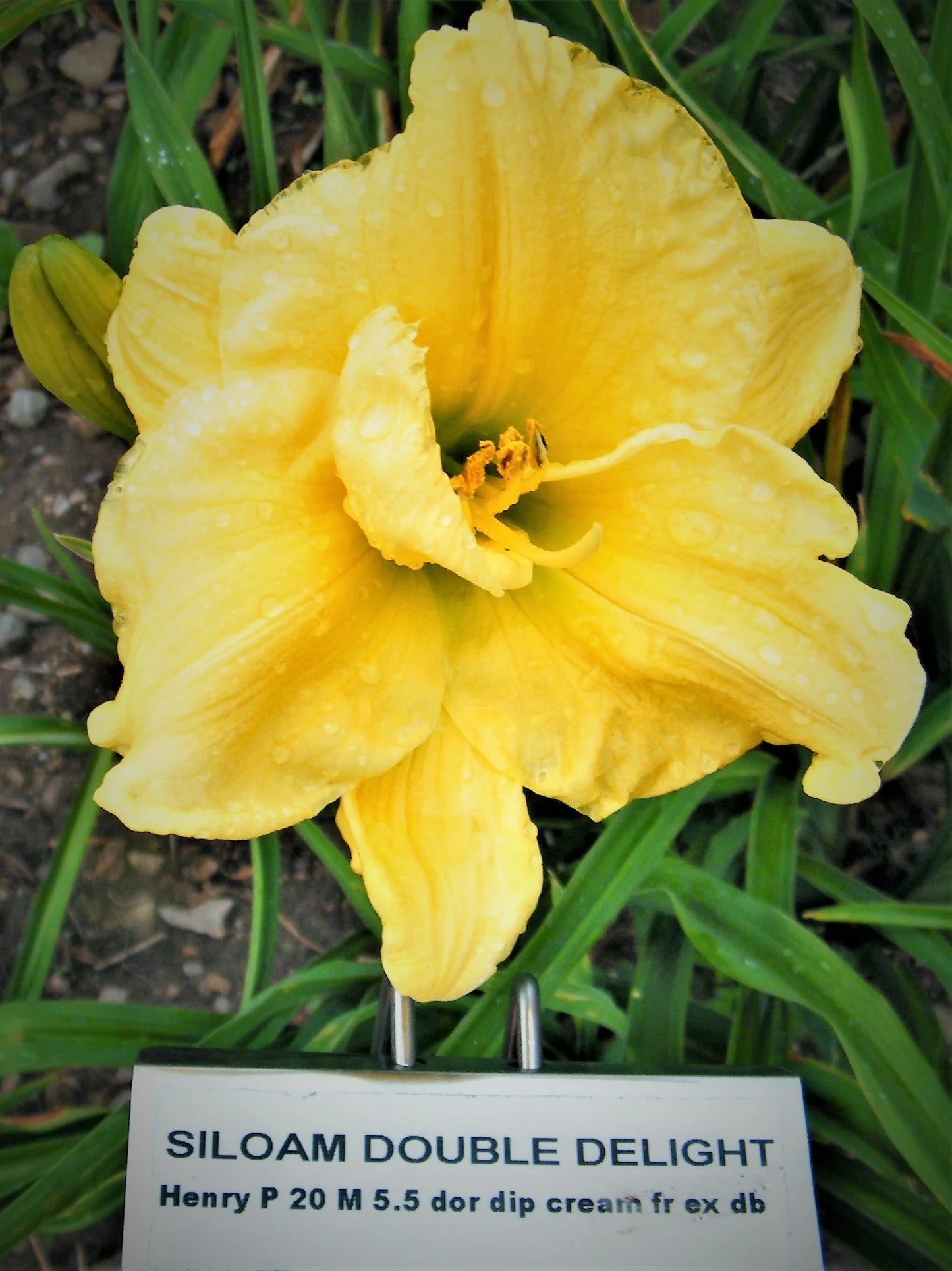 SILOAM DOUBLE DELIGHT