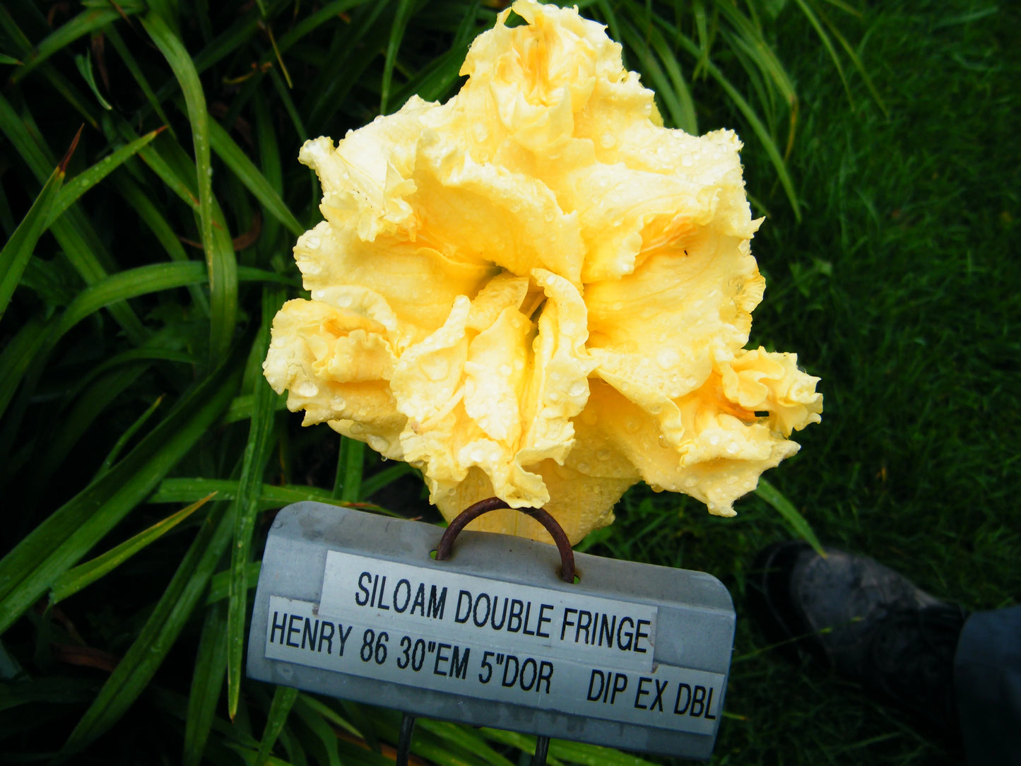 SILOAM DOUBLE FRINGE
