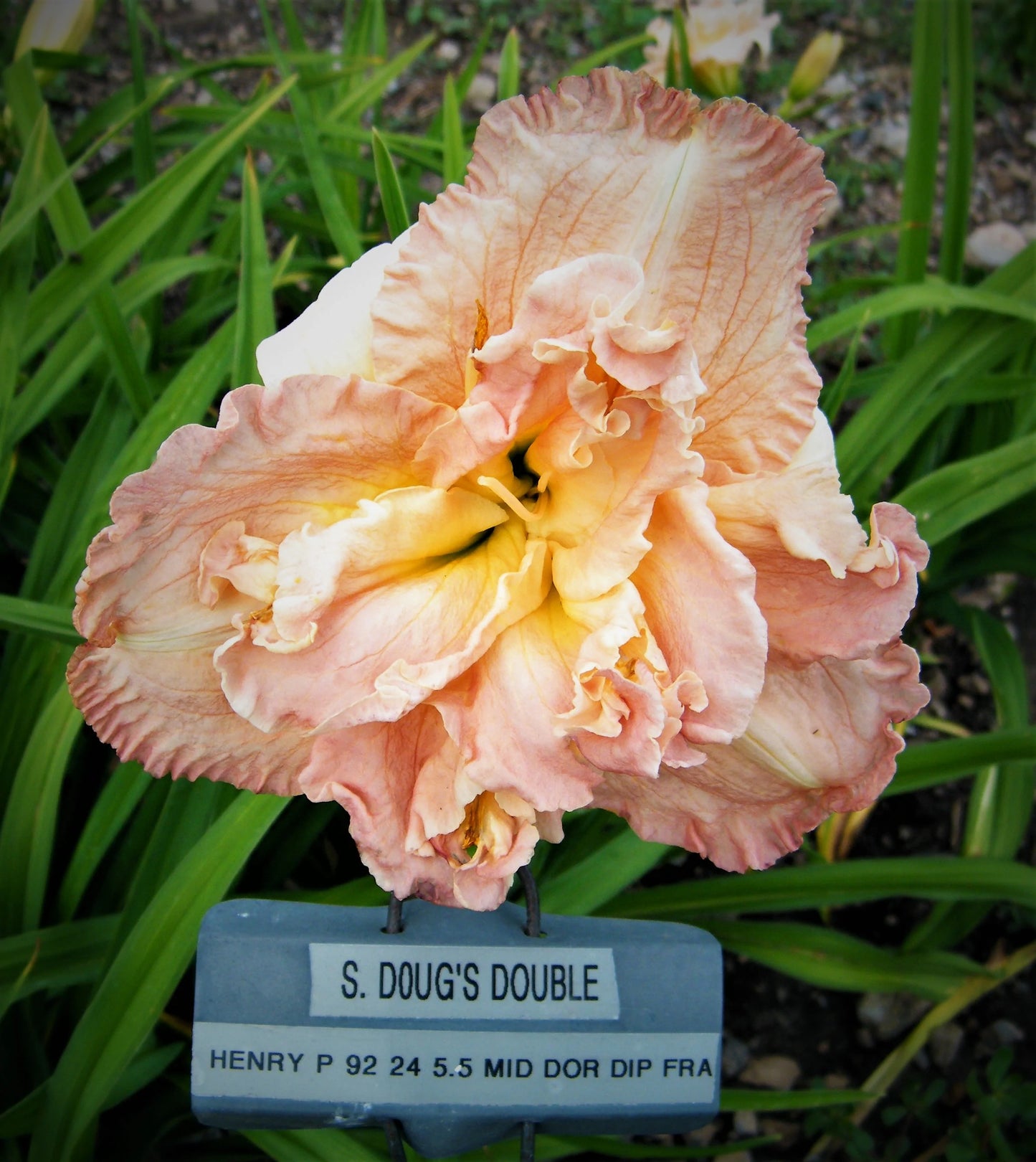 SILOAM DOUG'S DOUBLE