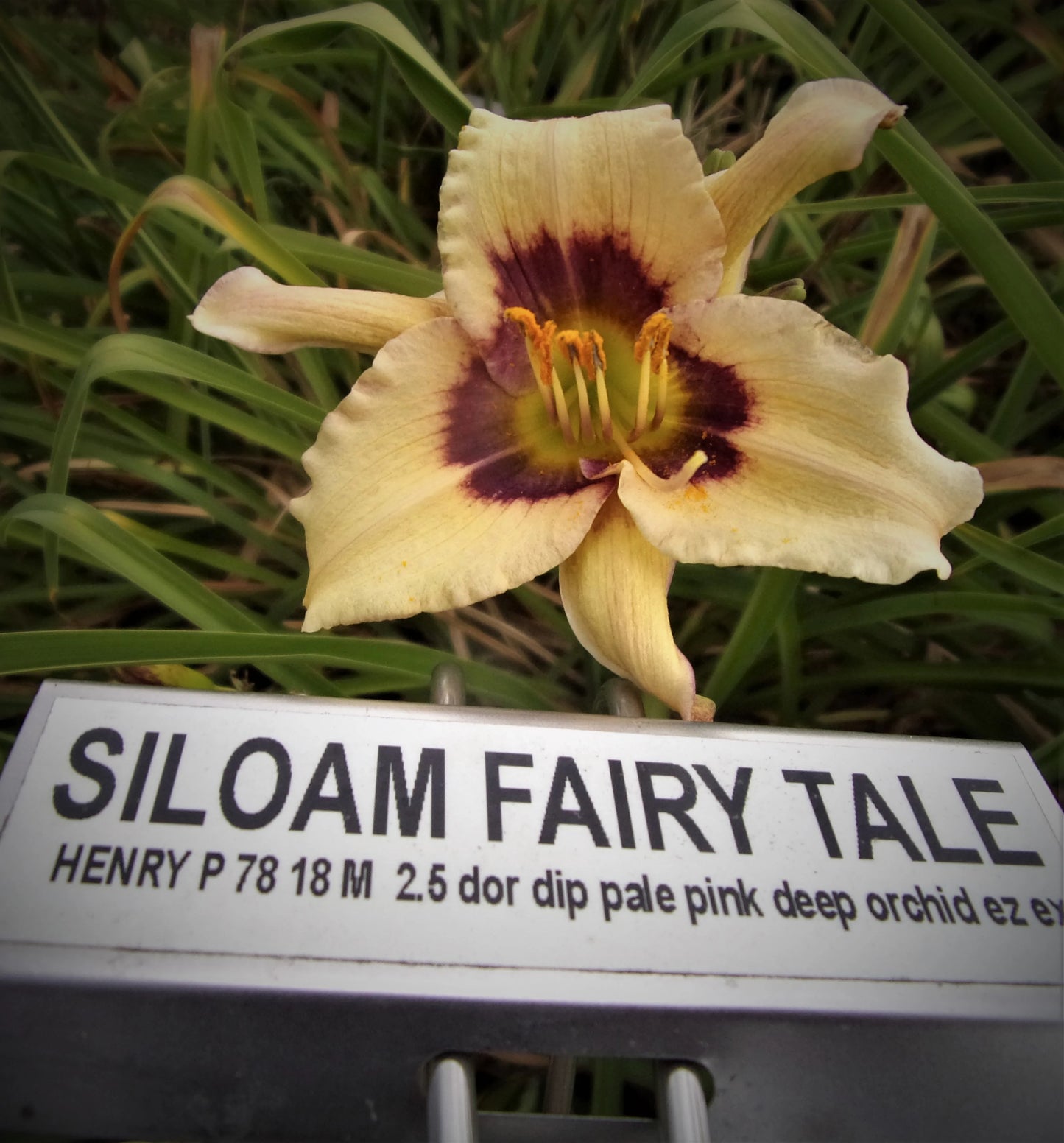 SILOAM FAIRY TALE