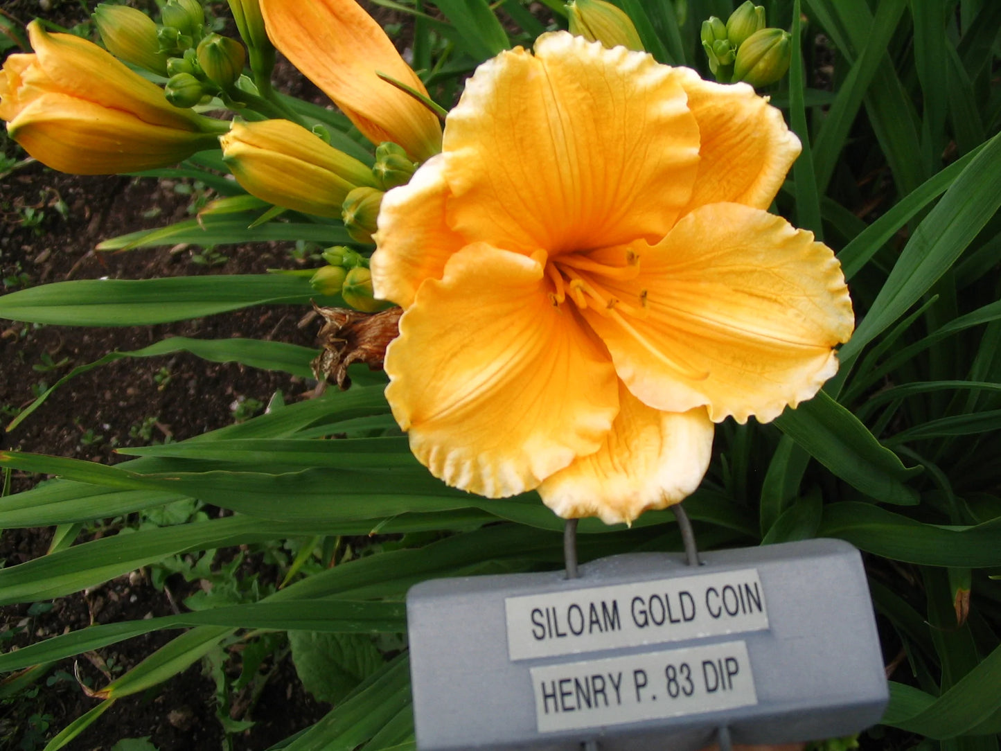 SILOAM GOLD COIN