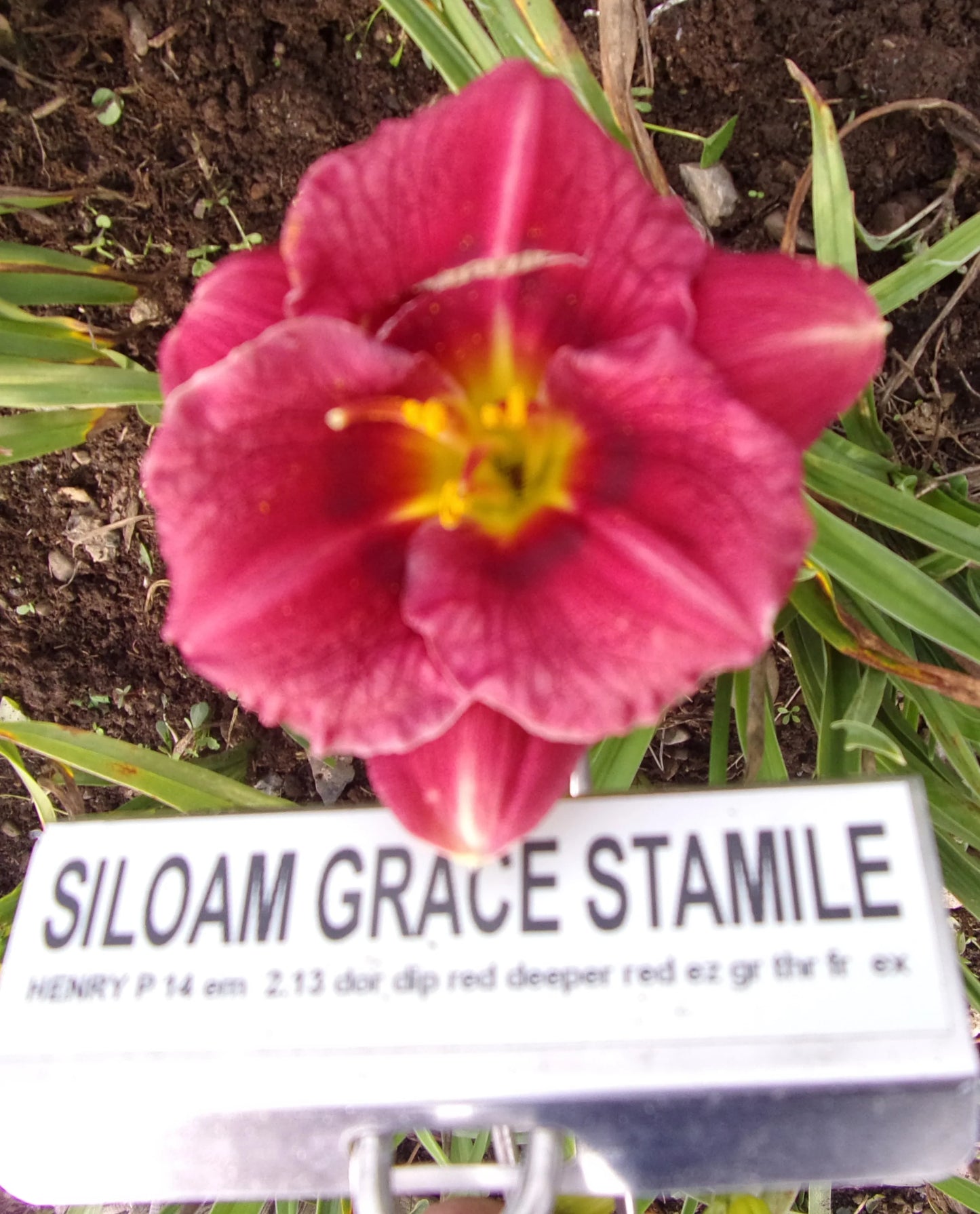 SILOAM GRACE STAMILE