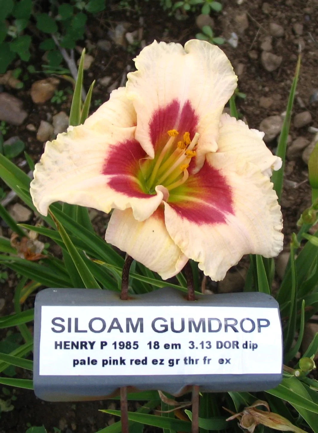 SILOAM GUMDROP