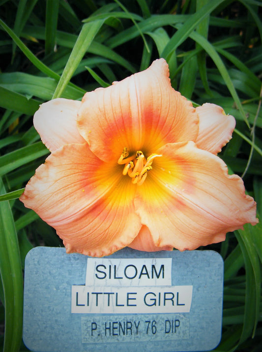 SILOAM LITTLE GIRL