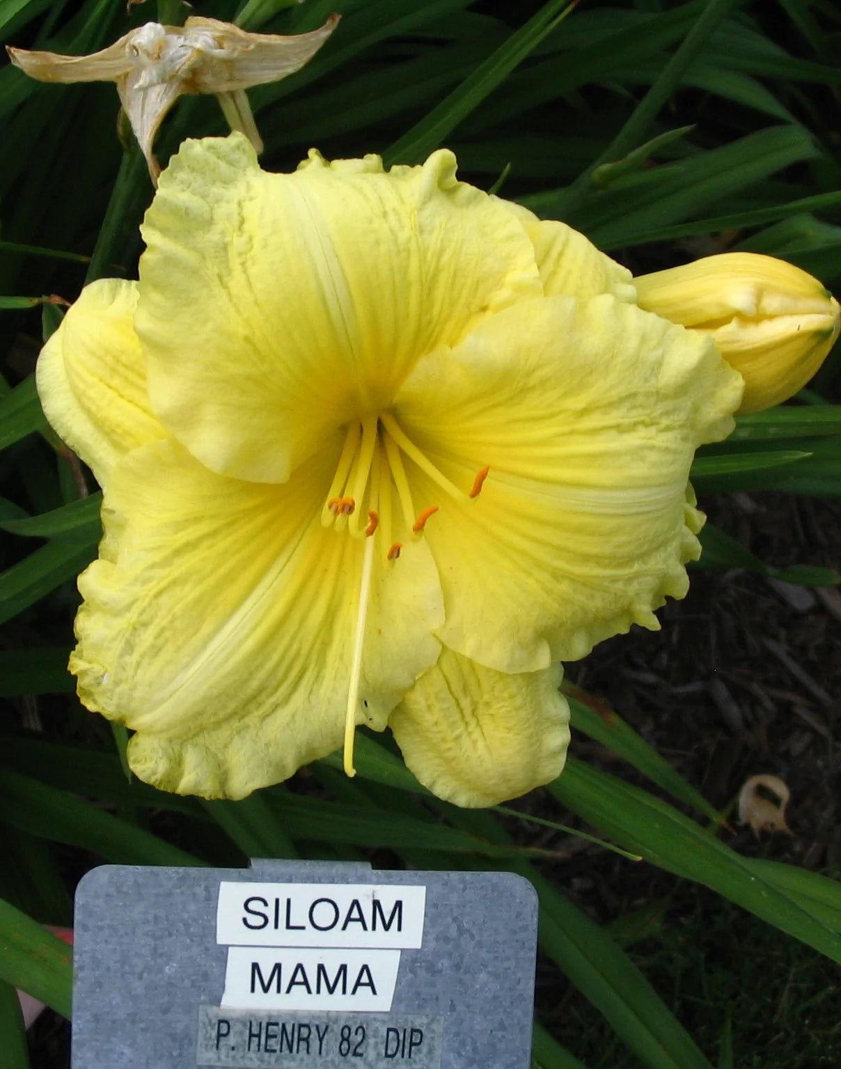 SILOAM MAMA